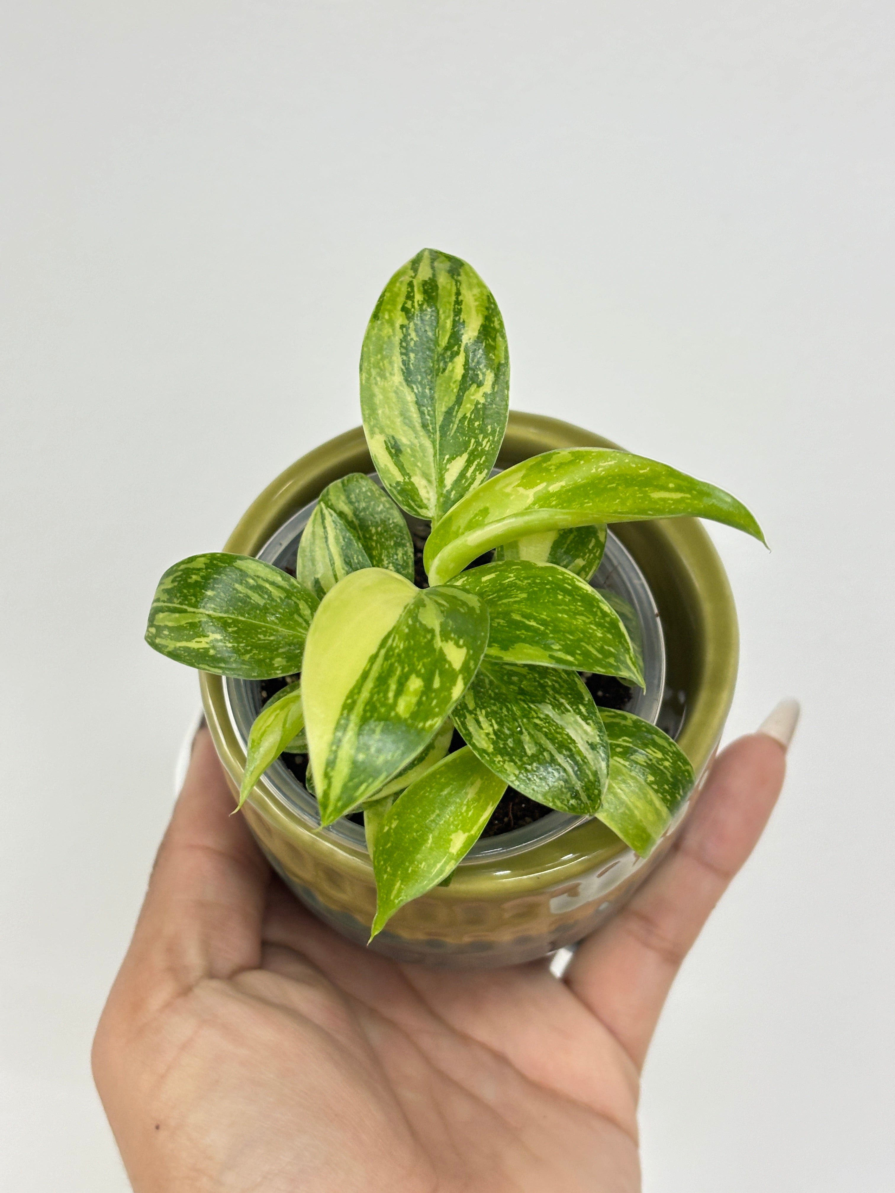 Philodendron Green Congo Hybrid Variegated