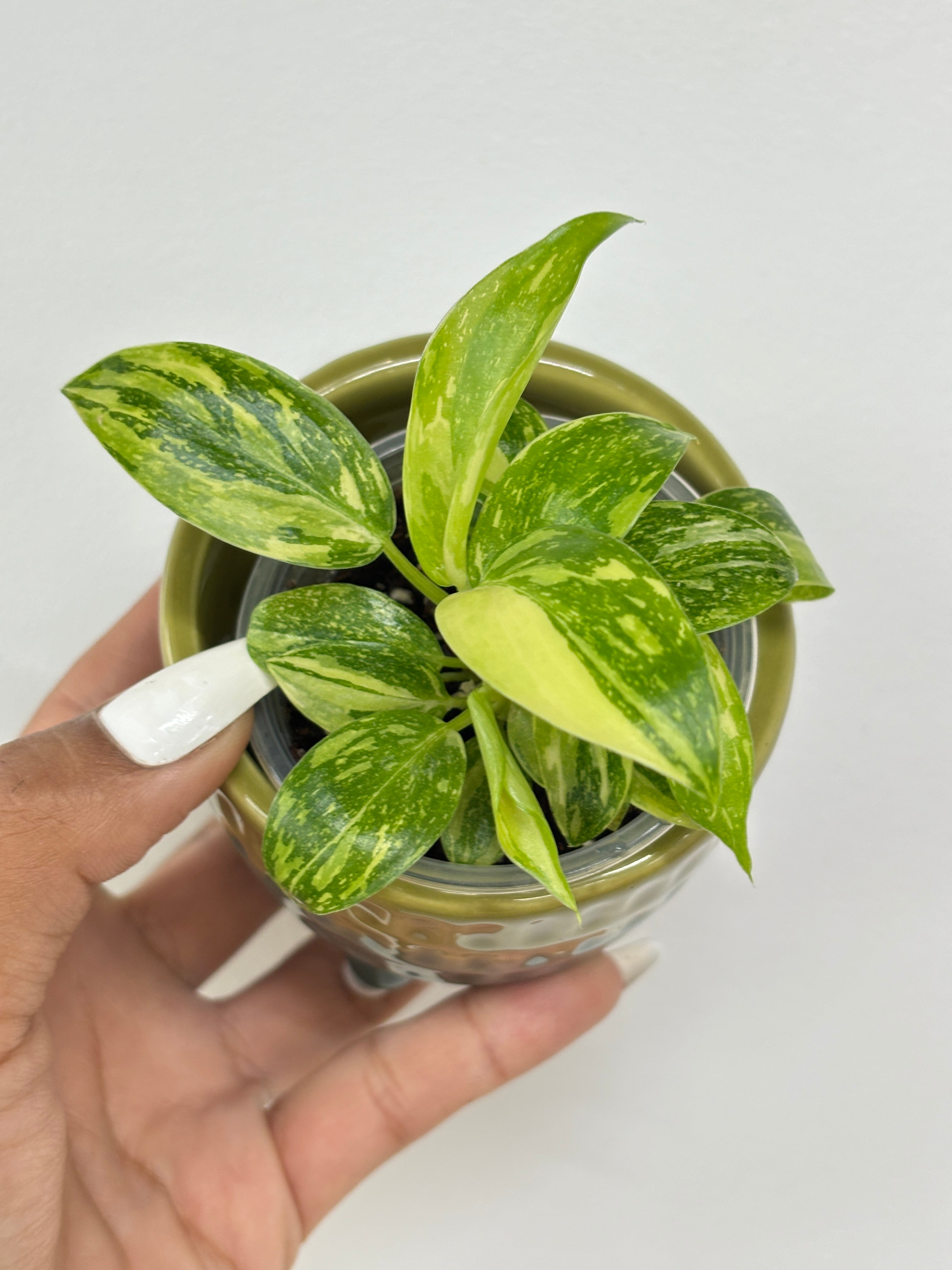 Philodendron Green Congo Hybrid Variegated