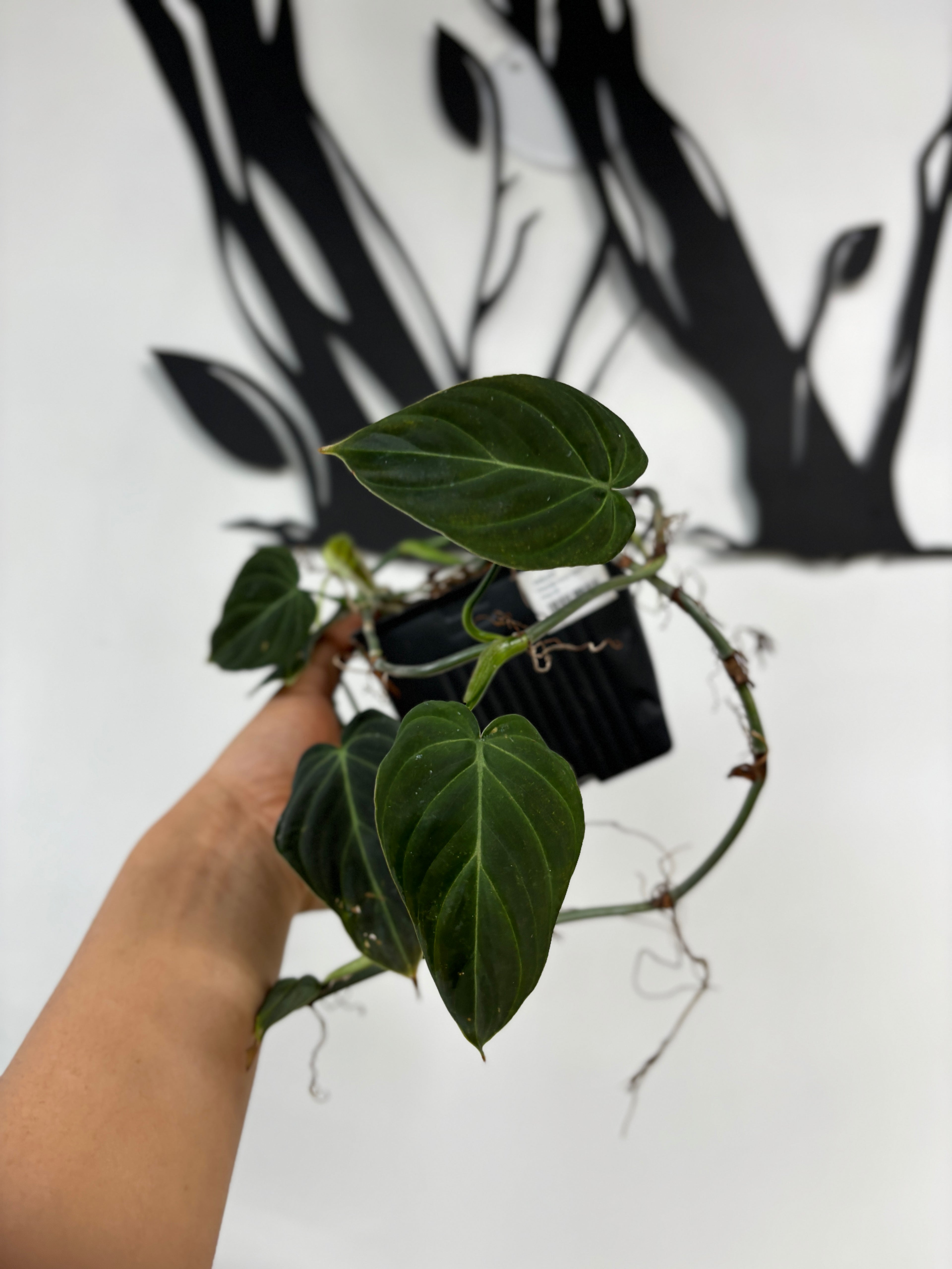 Philodendron Splendid