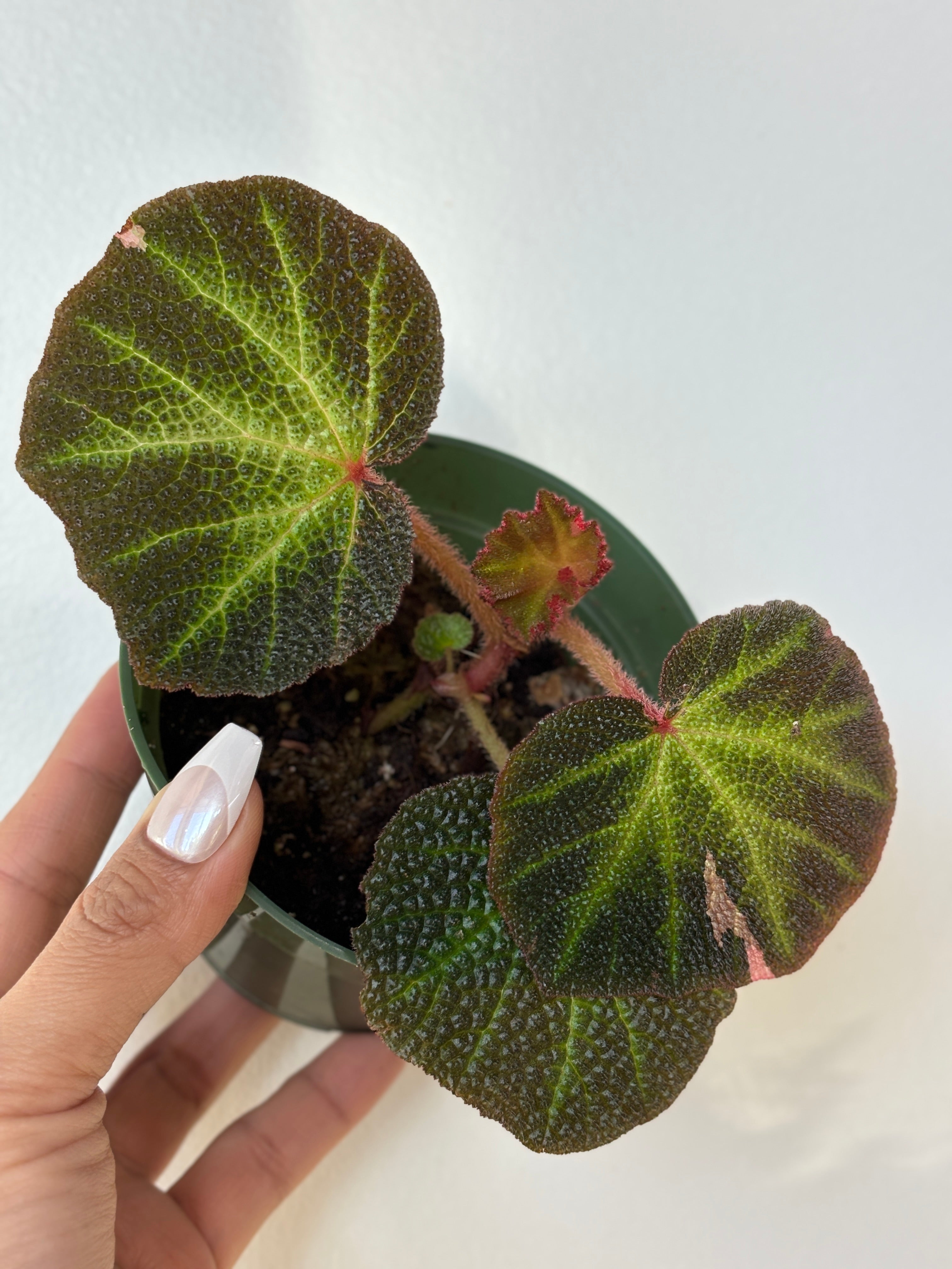Begonia Soli Mutata Variegated (PINK)