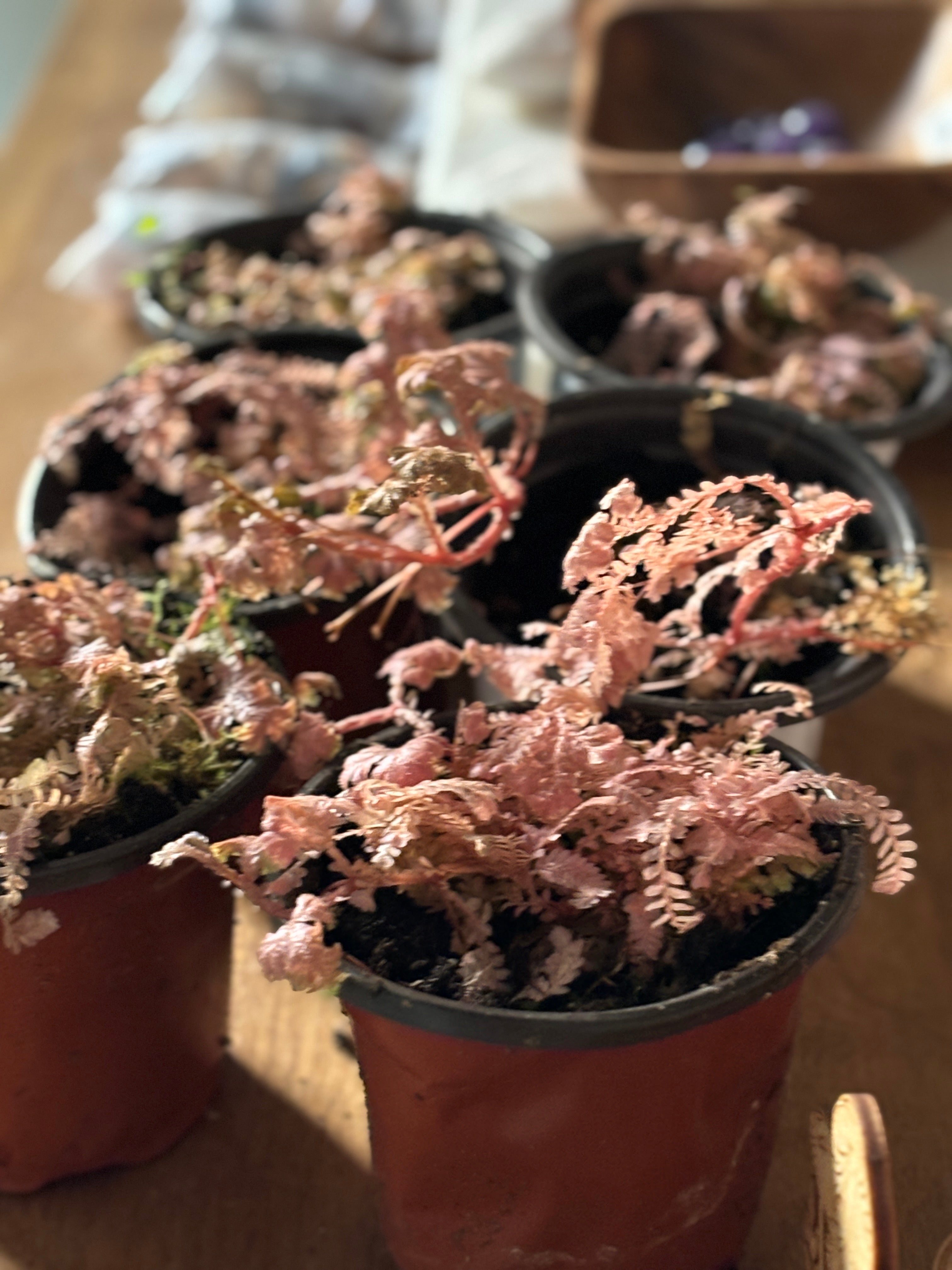 Selaginella Pink