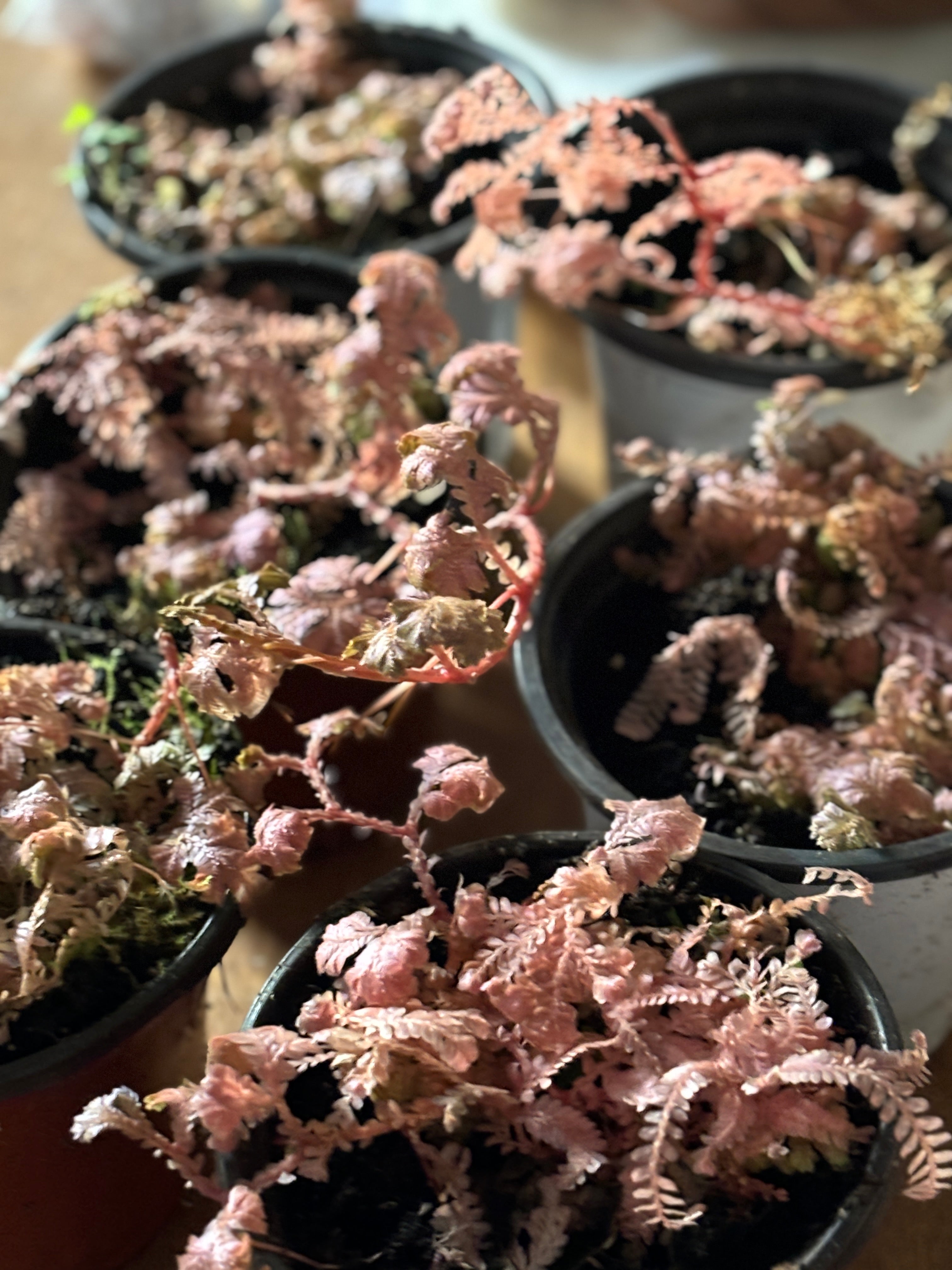 Selaginella Pink