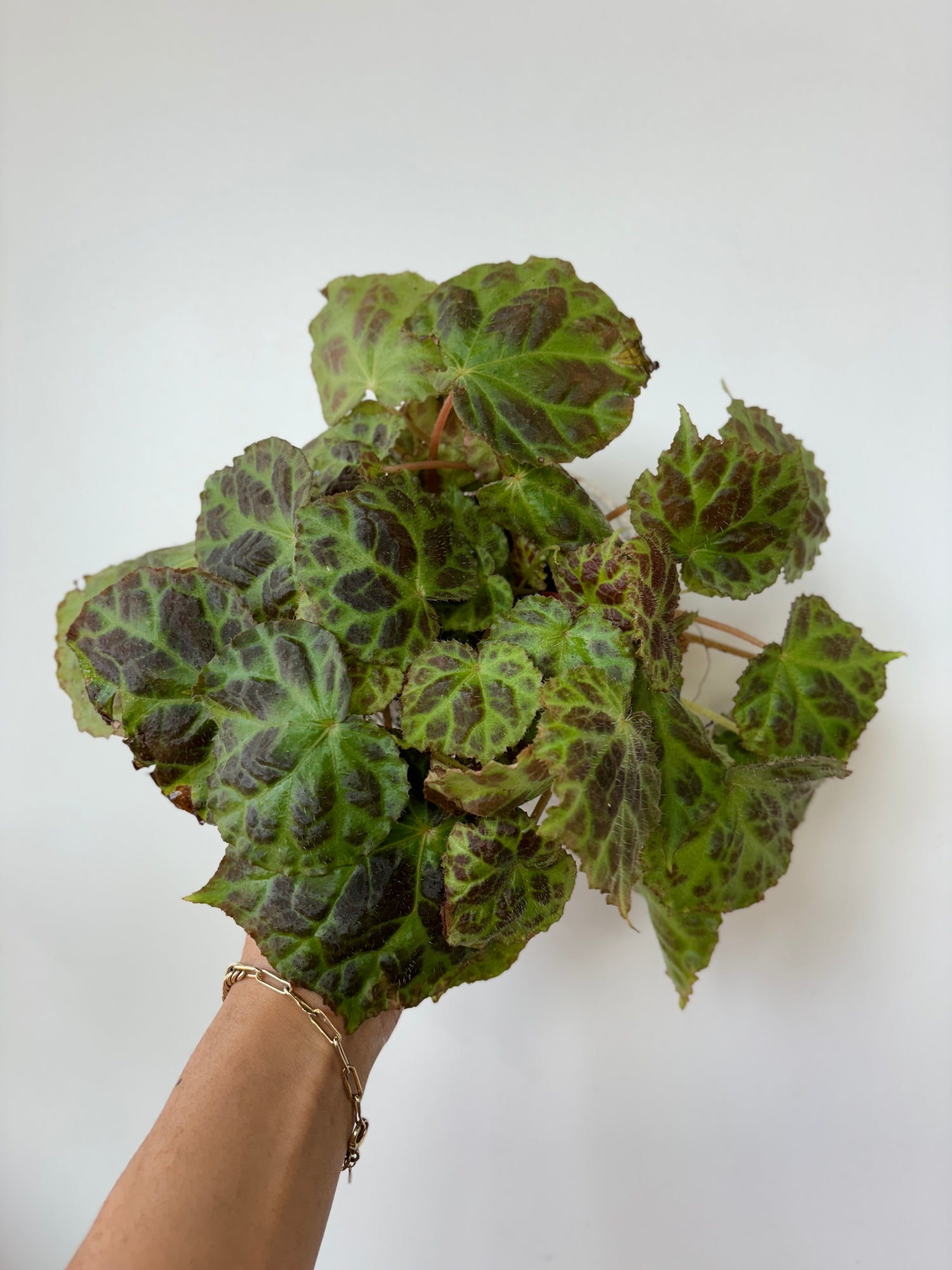Begonia sp Sumatra