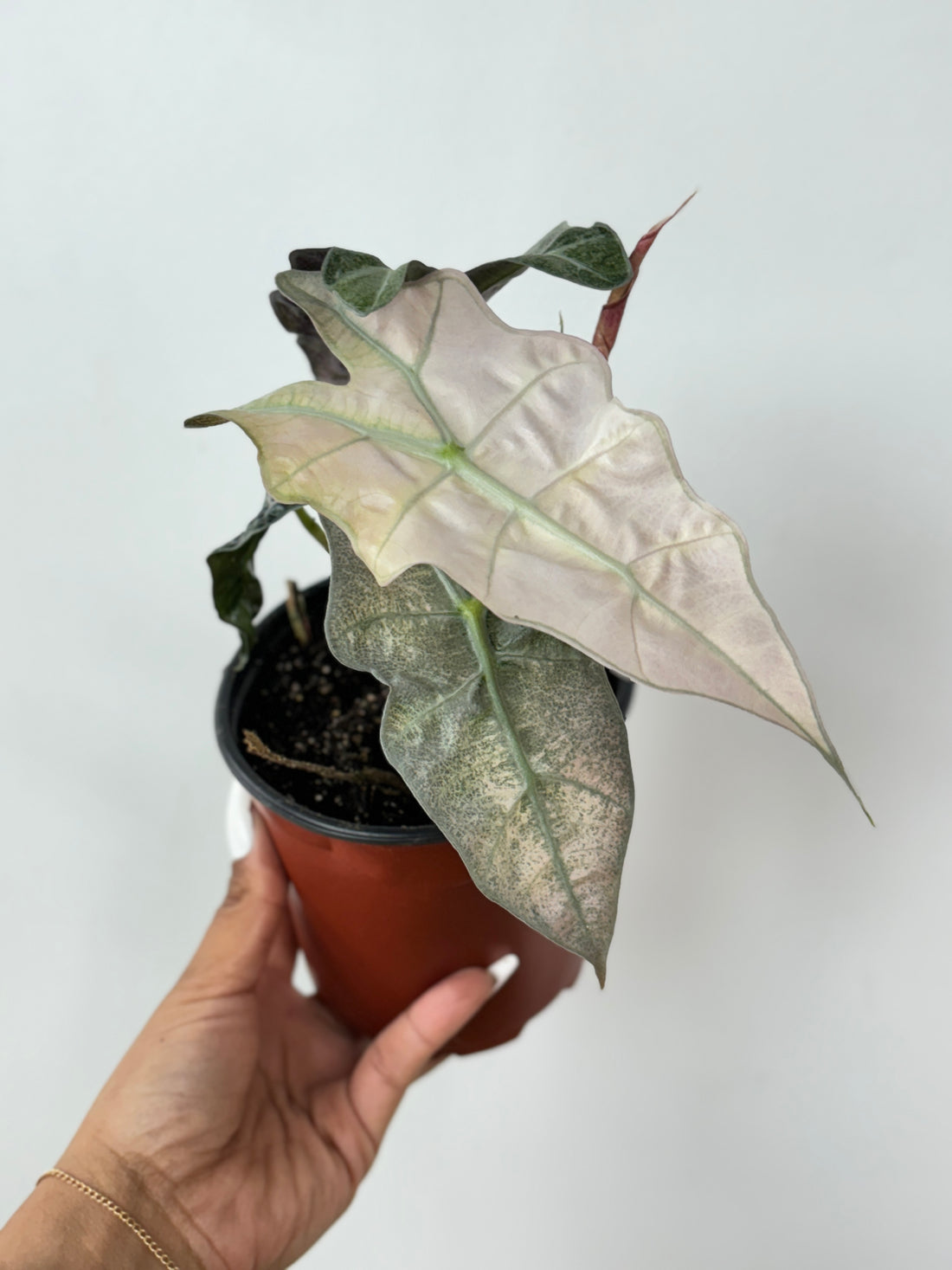 (A) Alocasia Polly Variegated