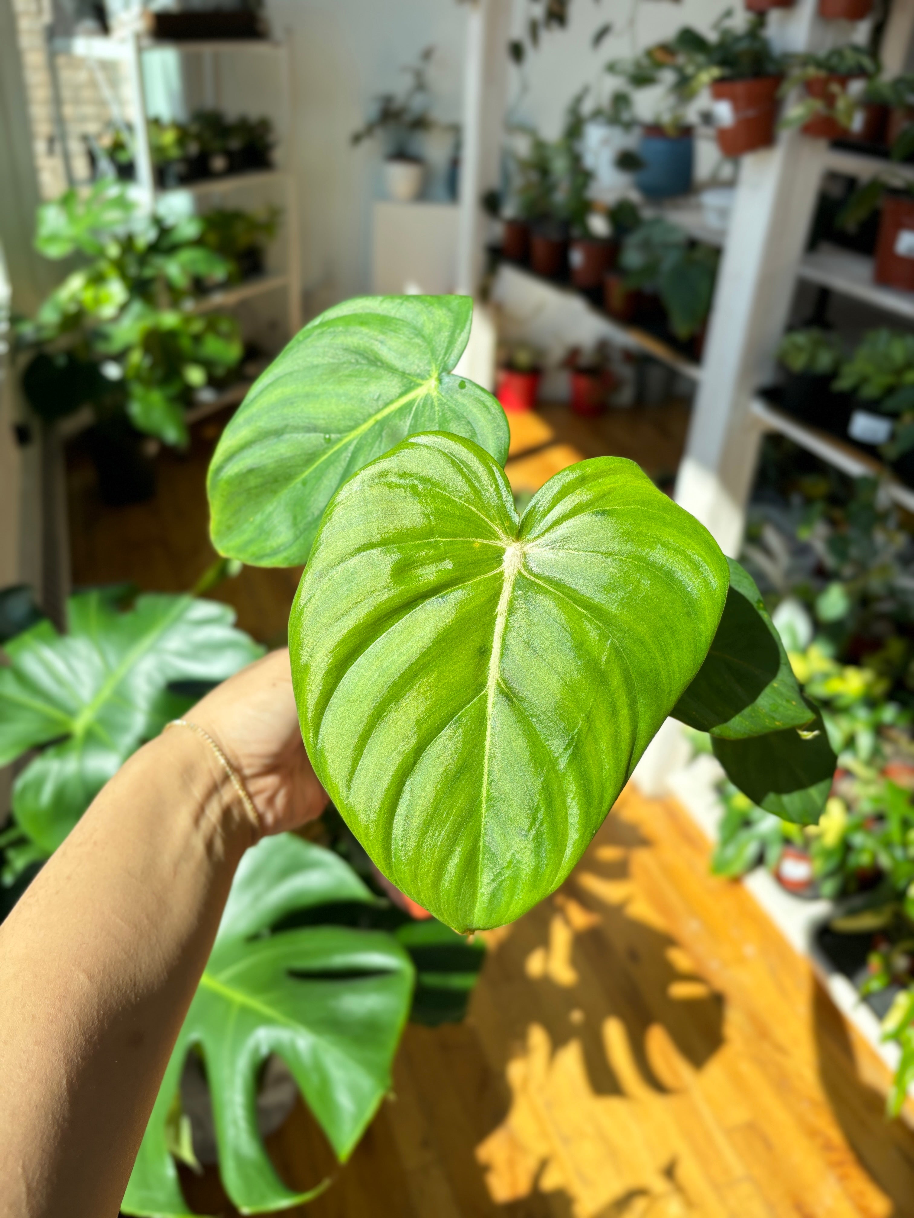 Philodendron Dean Mcdowell