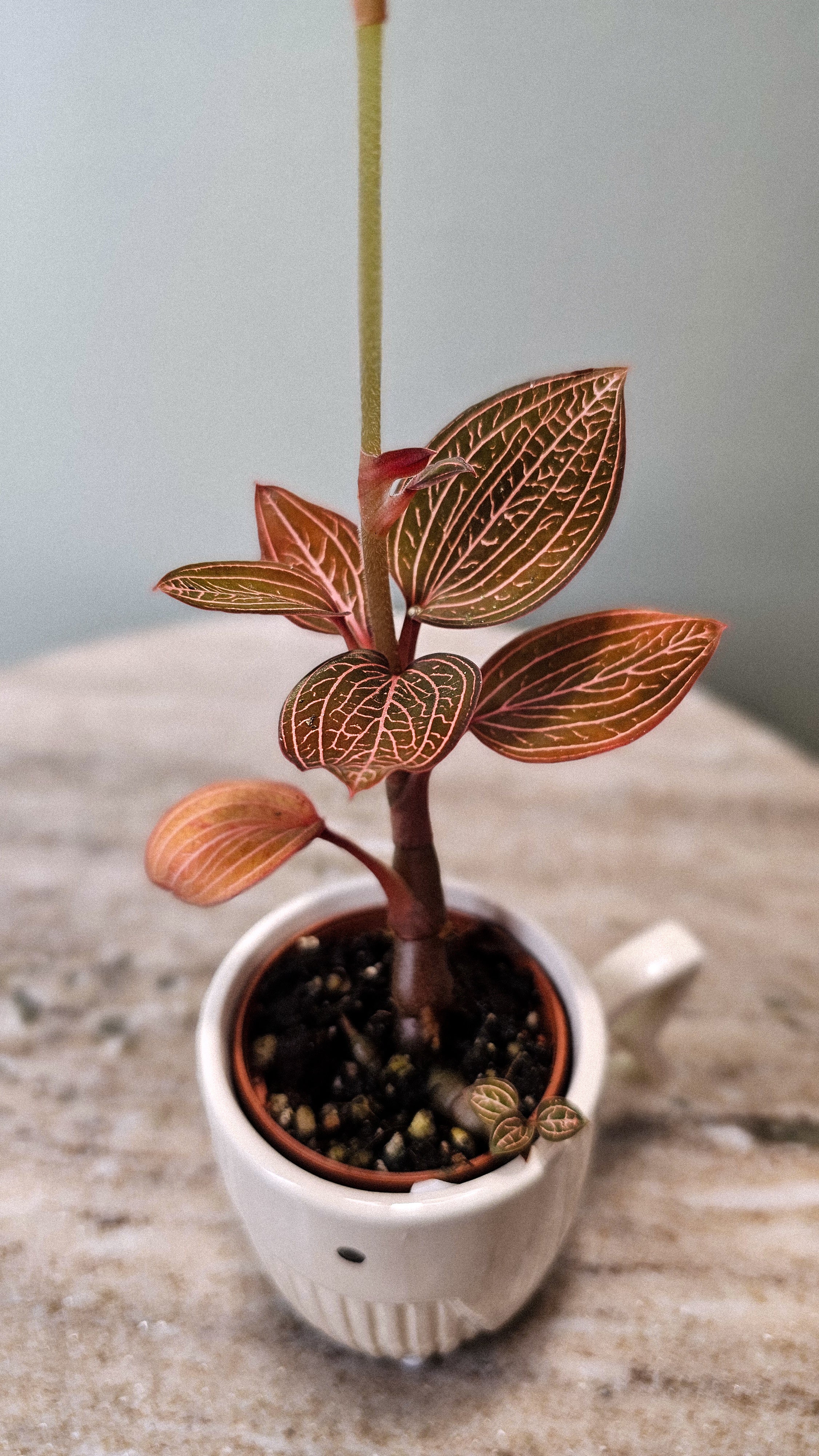 Ludisia Discolor "Spiderman"