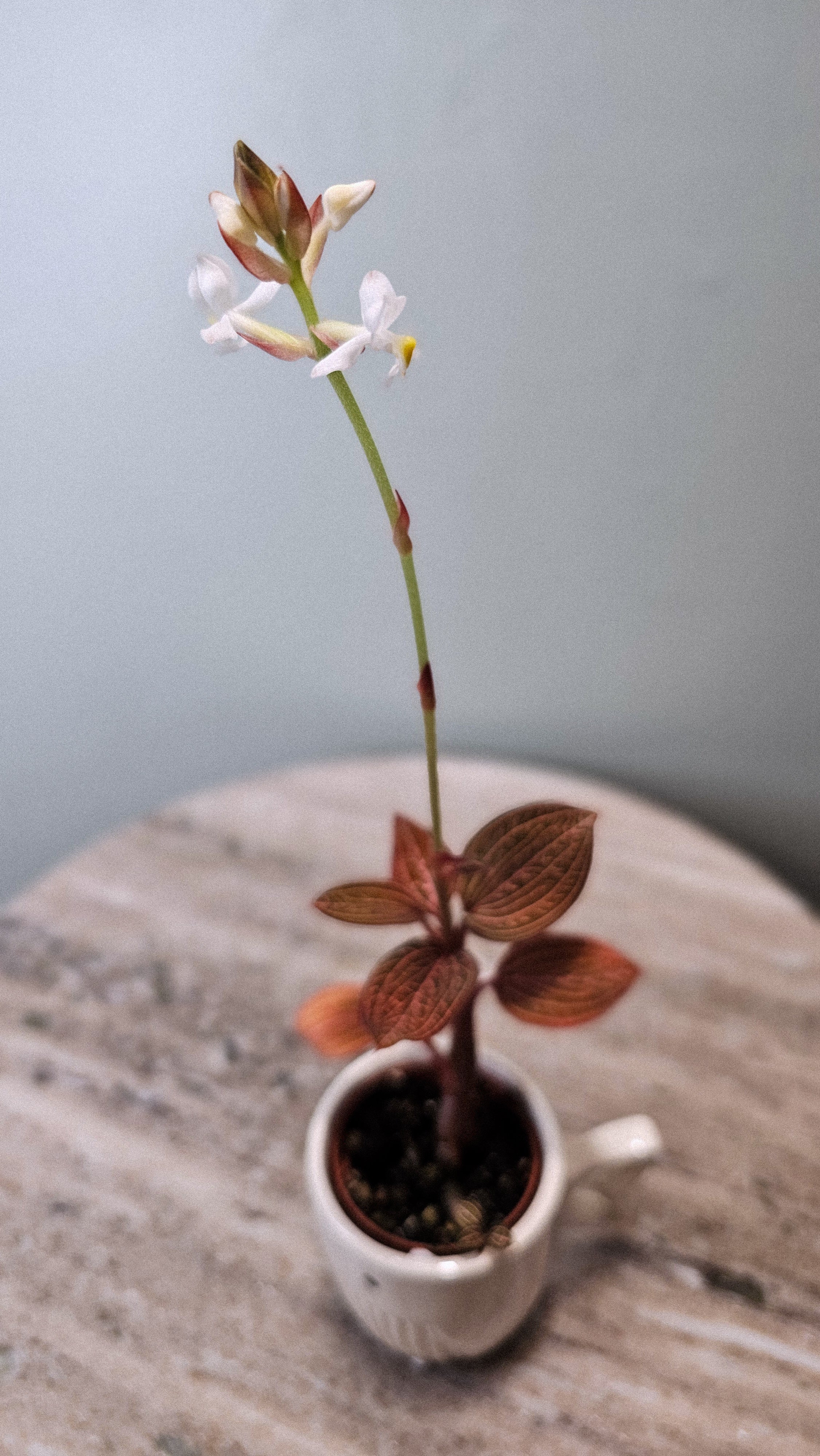 Ludisia Discolor "Spiderman"