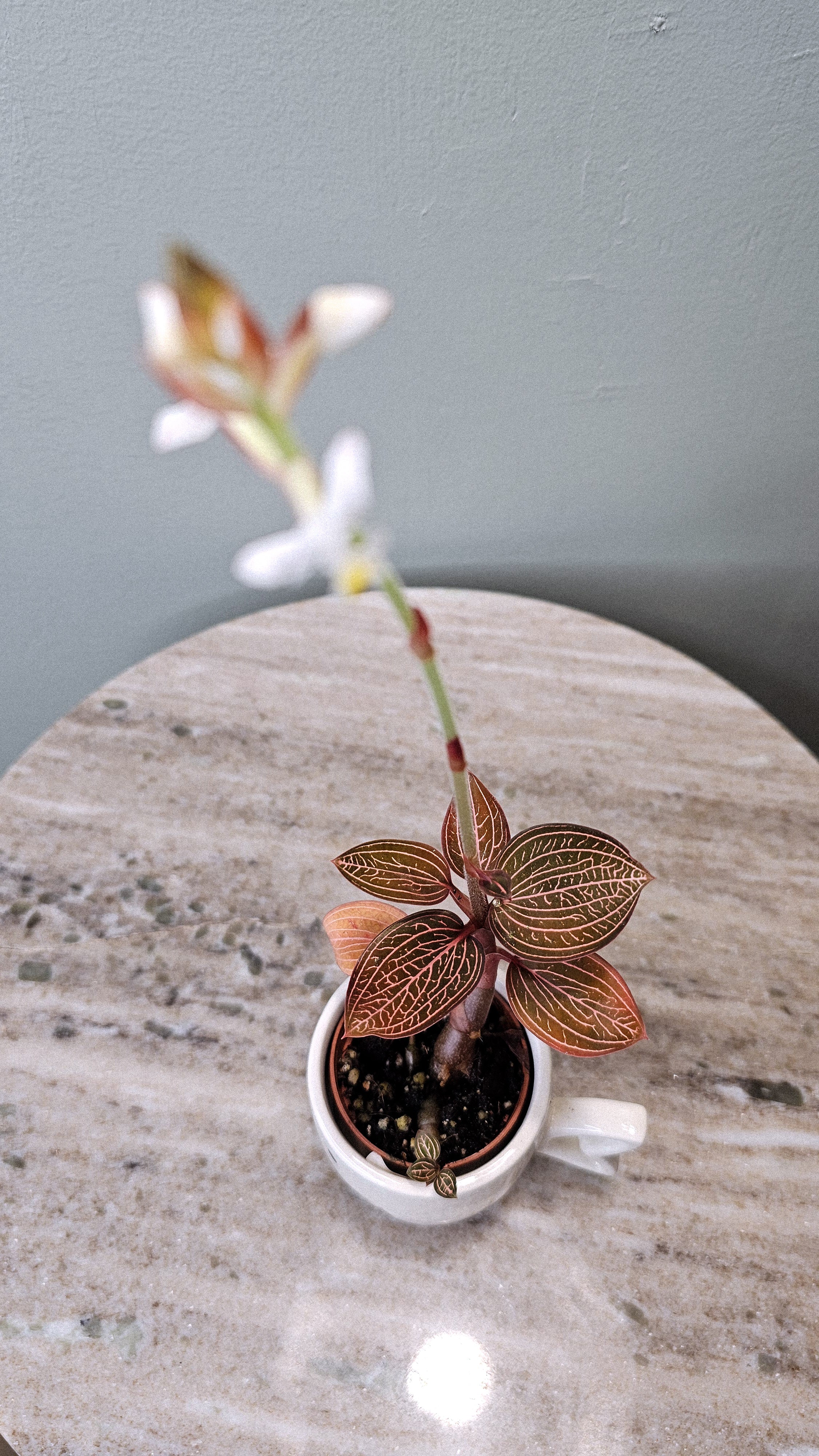 Ludisia Discolor "Spiderman"