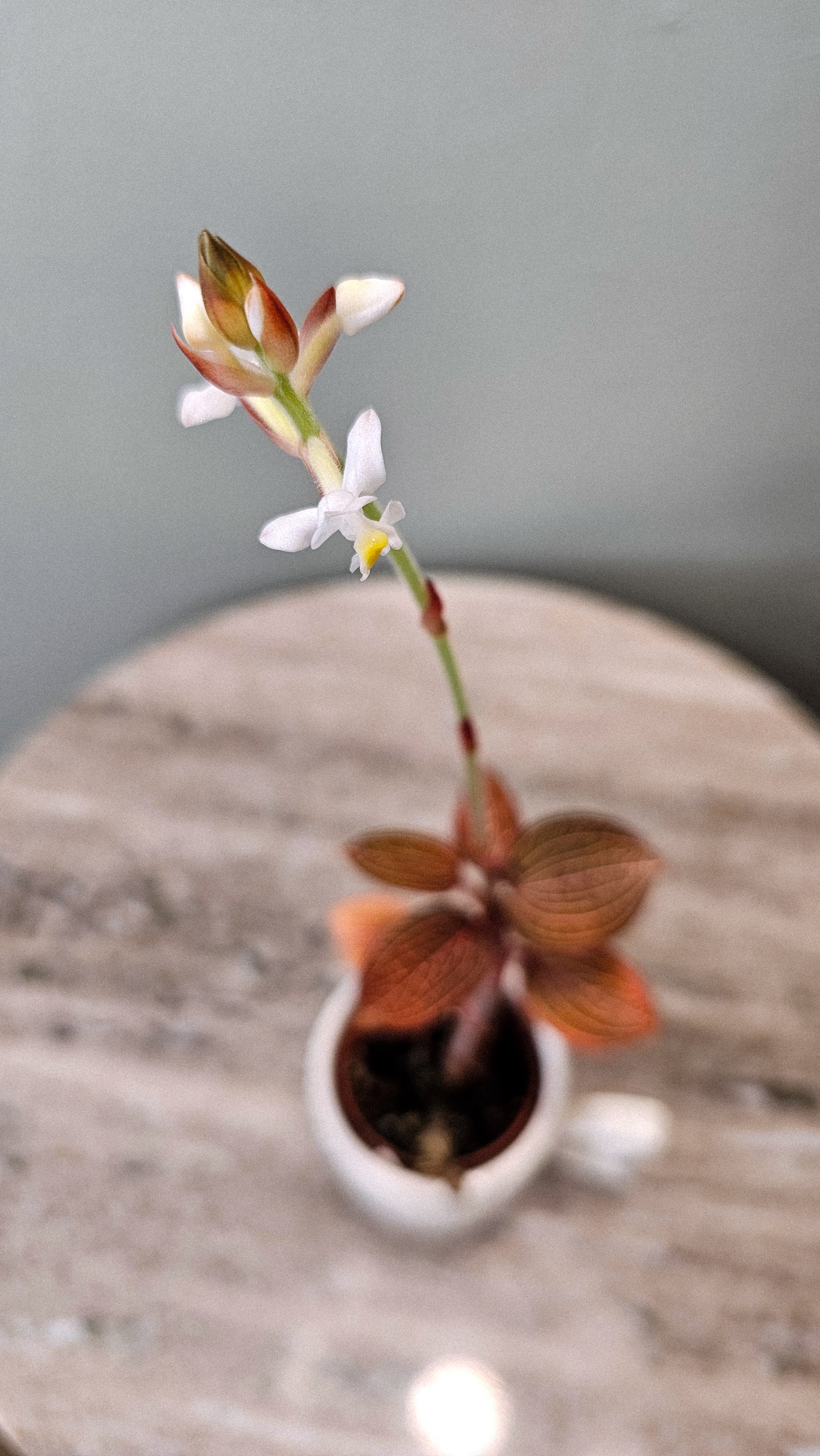 Ludisia Discolor "Spiderman"