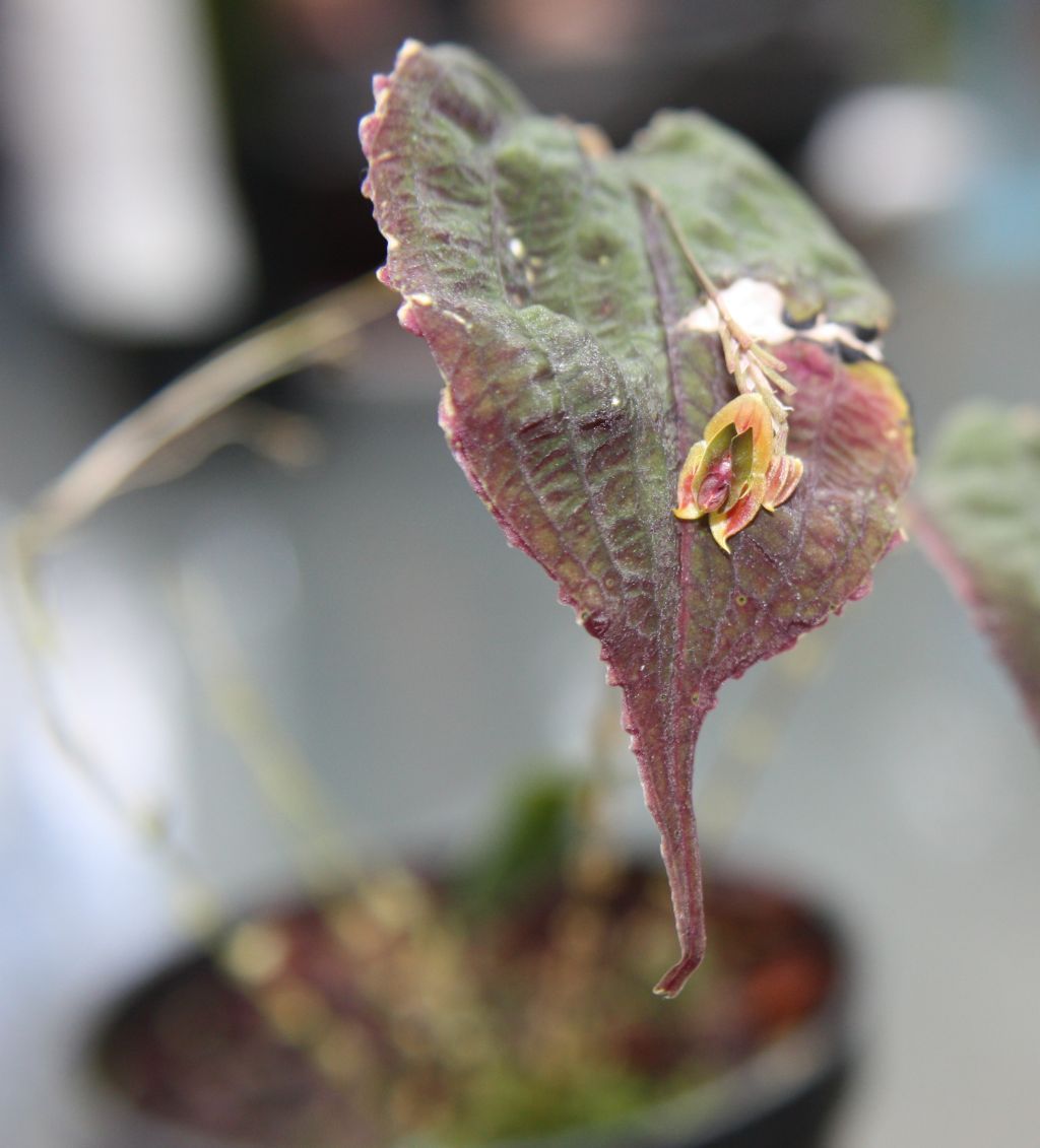 Lepanthes Corrugata seedling