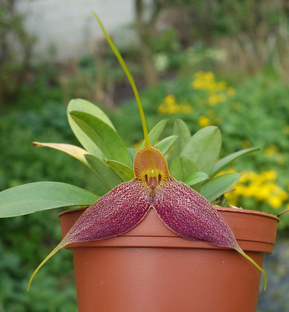 Masdevallia decumana
