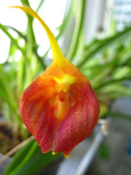 Masdevallia delhierroi red