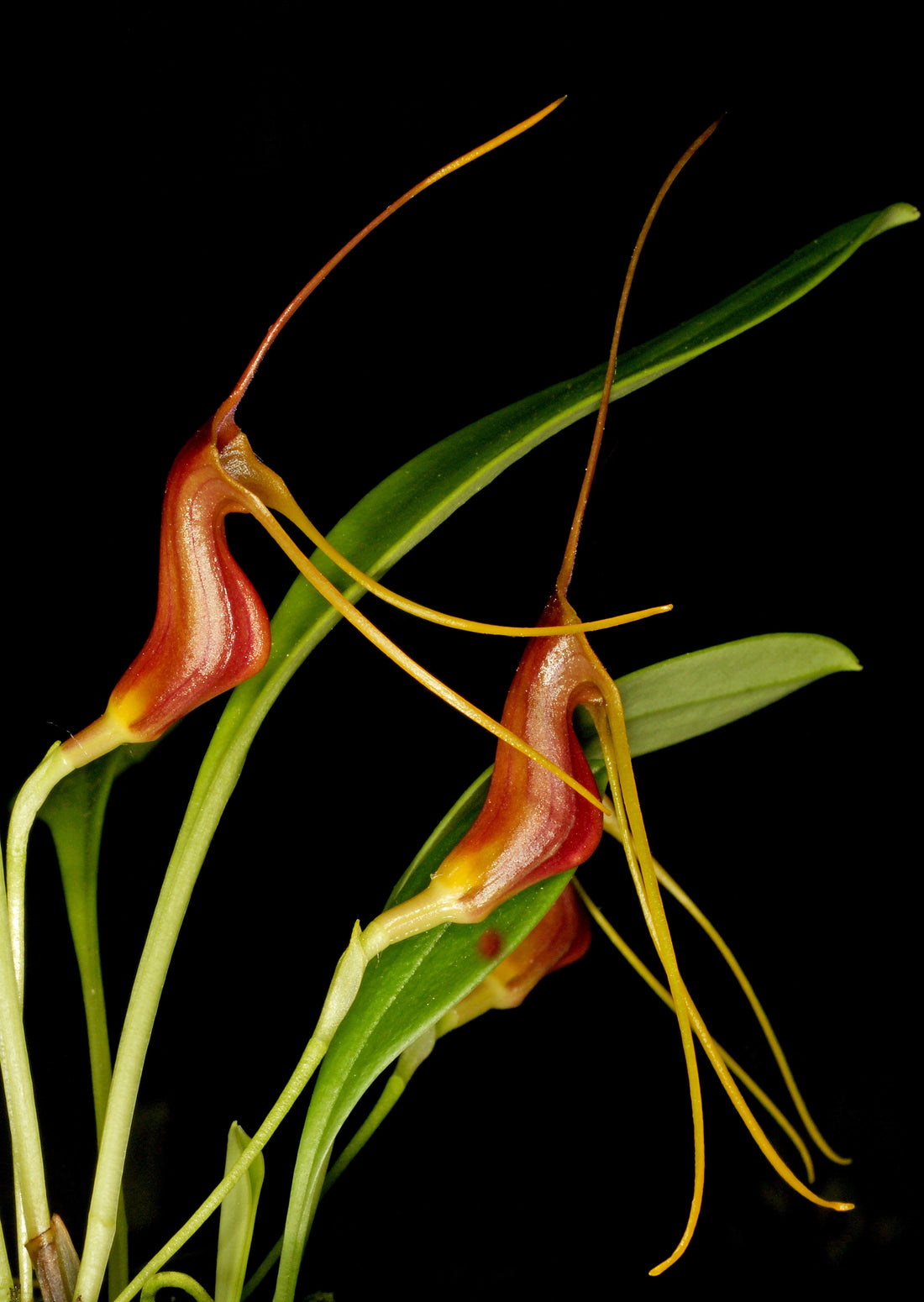 Masdevallia filaria