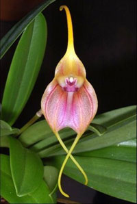 Masdevallia monicana