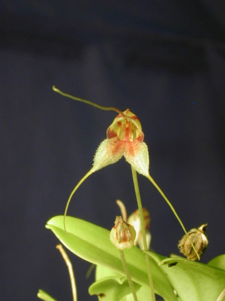 Masdevallia nidifica