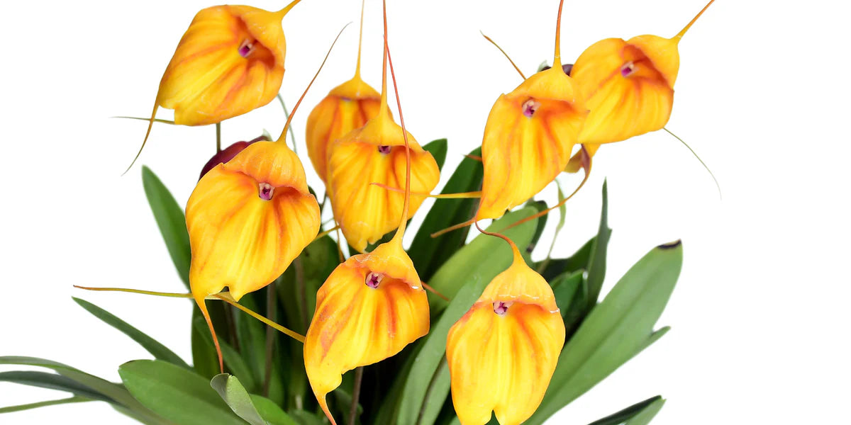 Masdevallia niesseniae