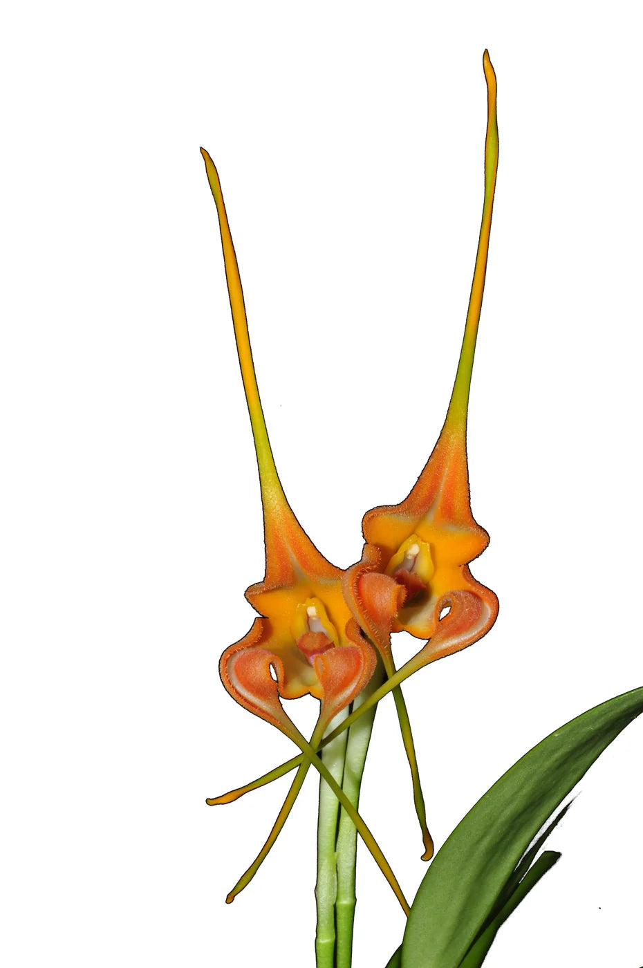 Masdevallia norops