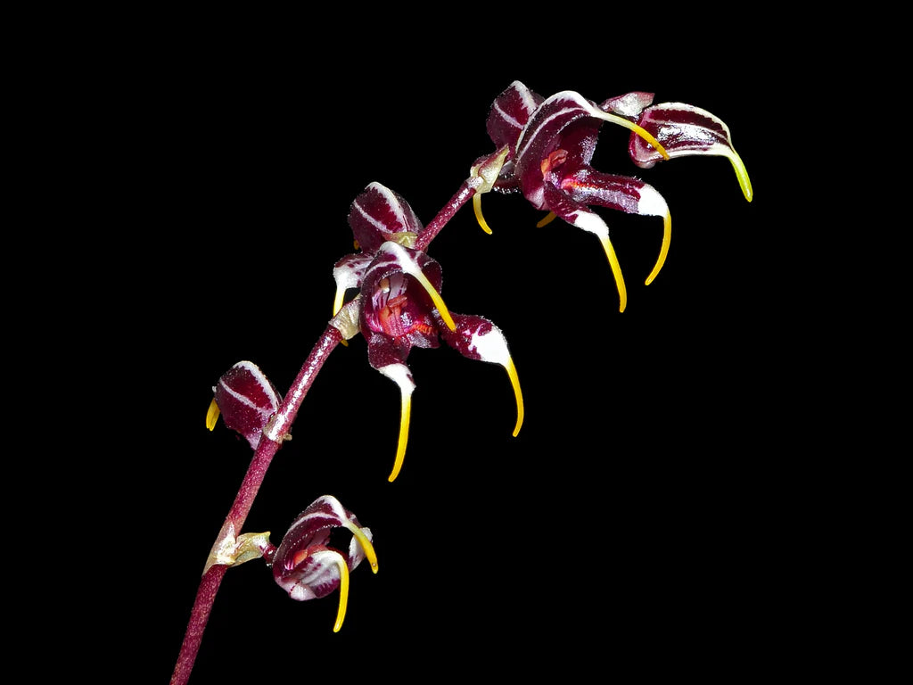 Masdevallia pachyura &