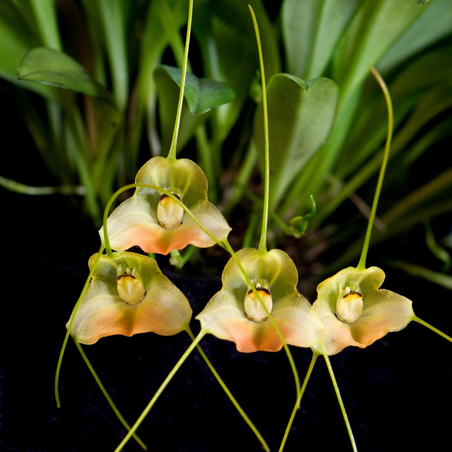 Masdevallia sanctae-inesae