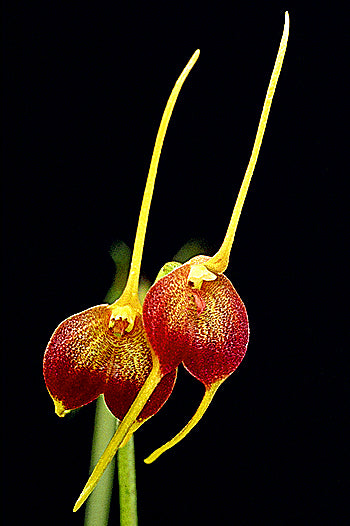 Masdevallia scitula