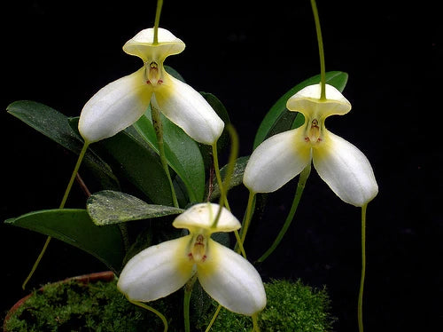Masdevallia xanthina