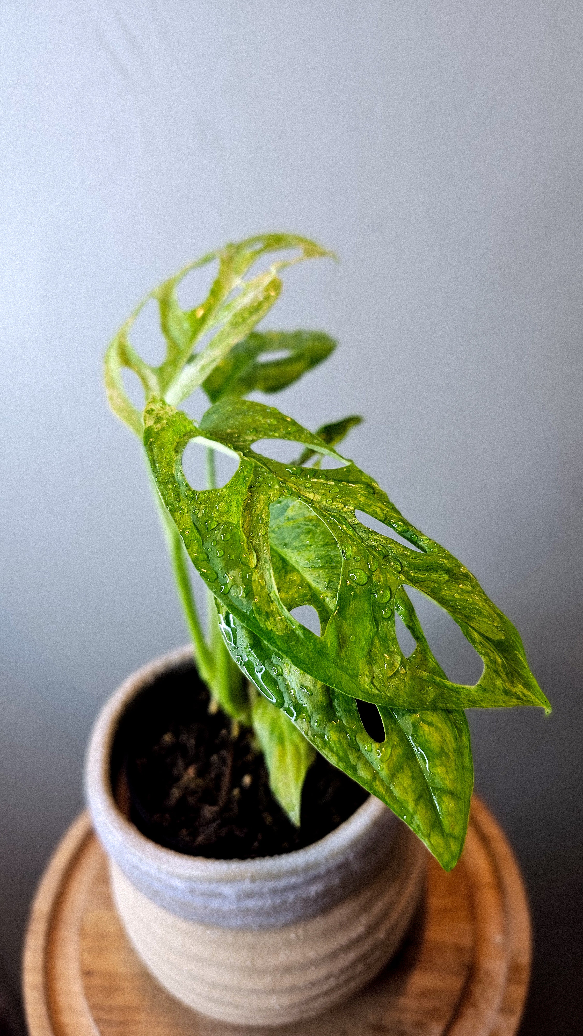 Monstera Adansonii Mint Variegated