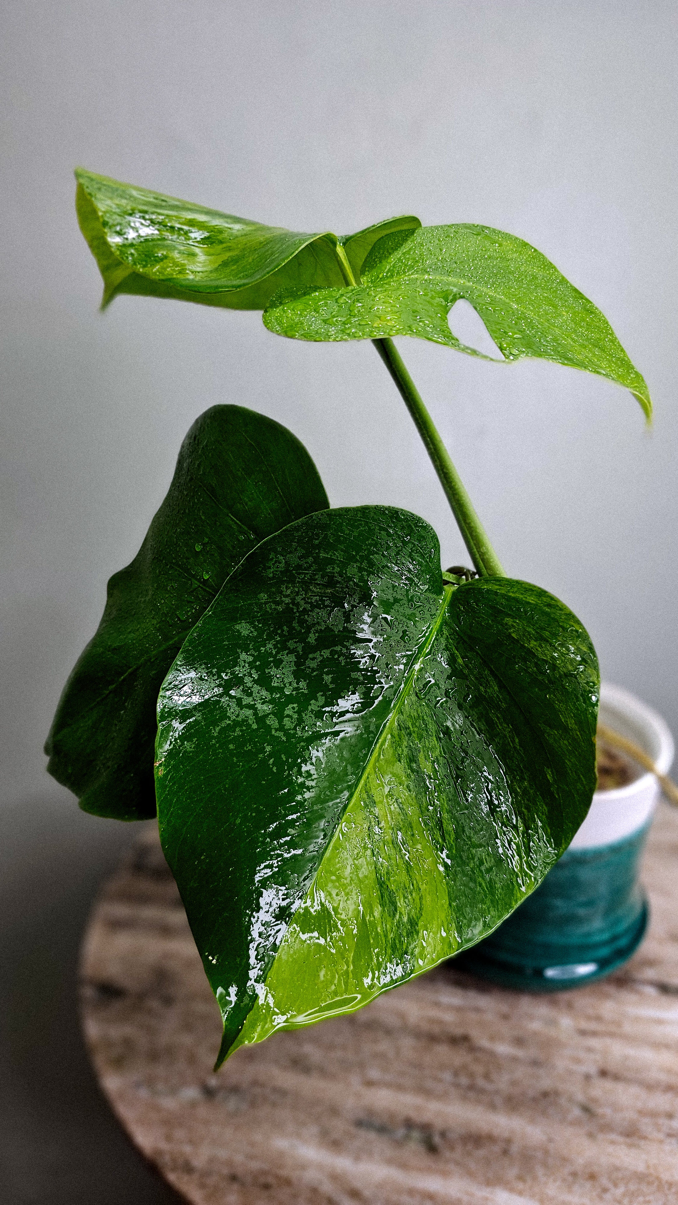 Monstera Borsigiana Green on Green