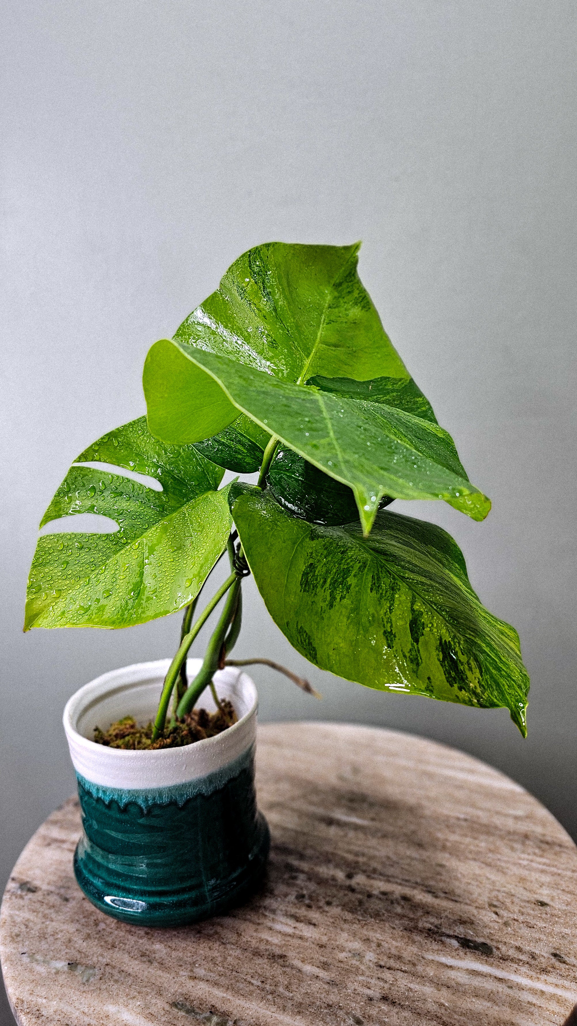 monstera zebrina Monstera Borsigiana Green on Green – Wilderly