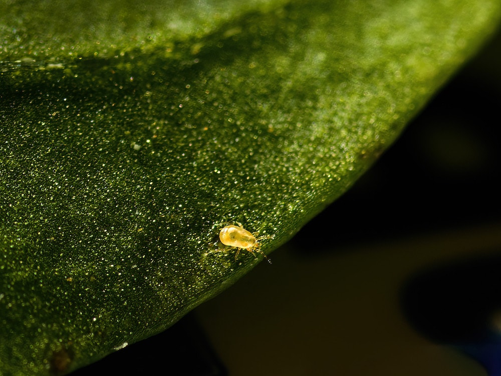 Beneficial Bugs - Neoseiulus cucumeris