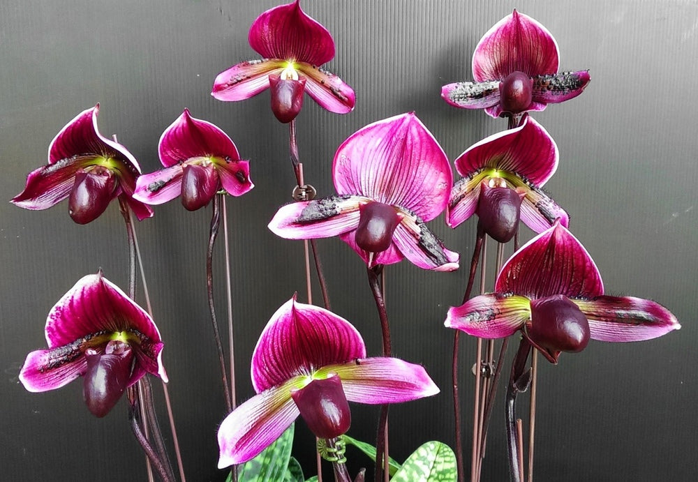 Paphiopedilum yi-ying bouncing flames