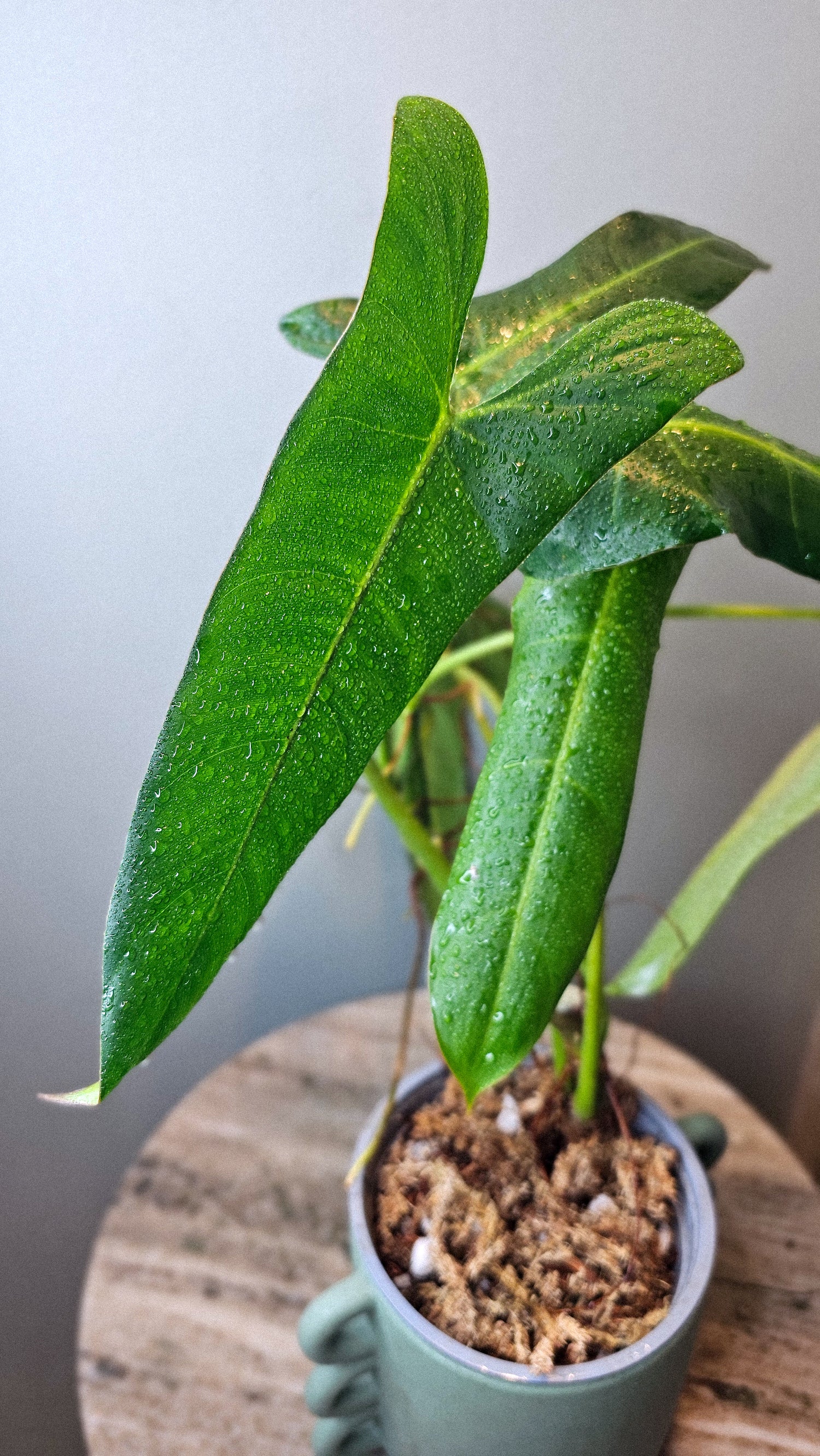 Philodendron pinnatilobum aff x Philodendron Jose Buono (WP34)