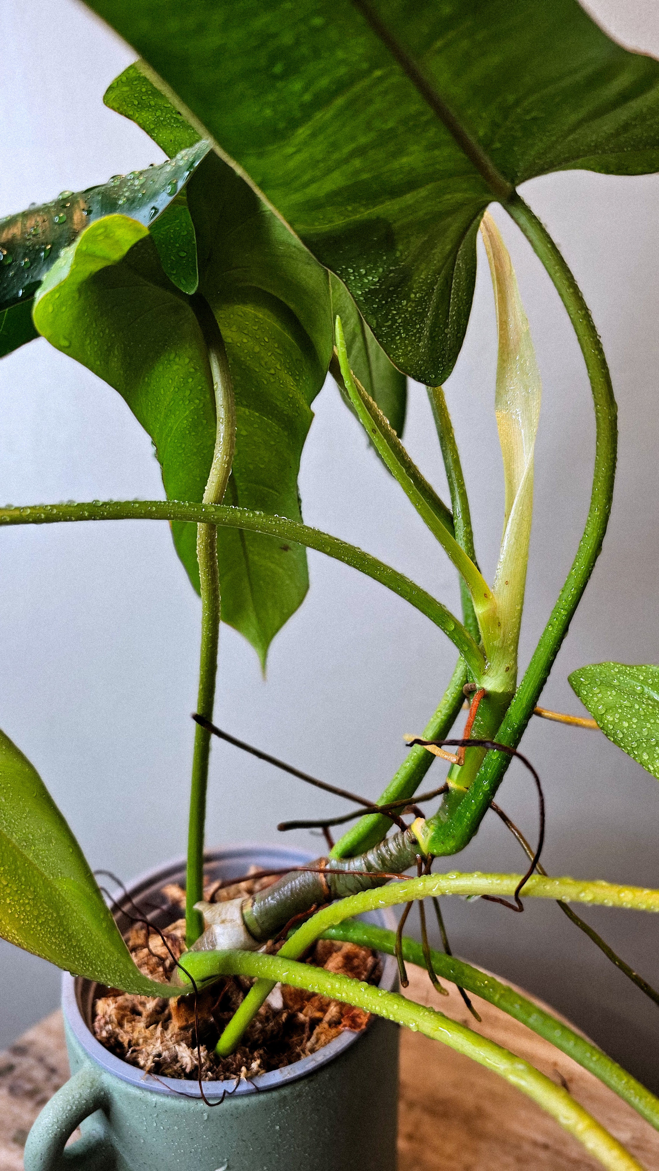 Philodendron pinnatilobum aff x Philodendron Jose Buono (WP34)