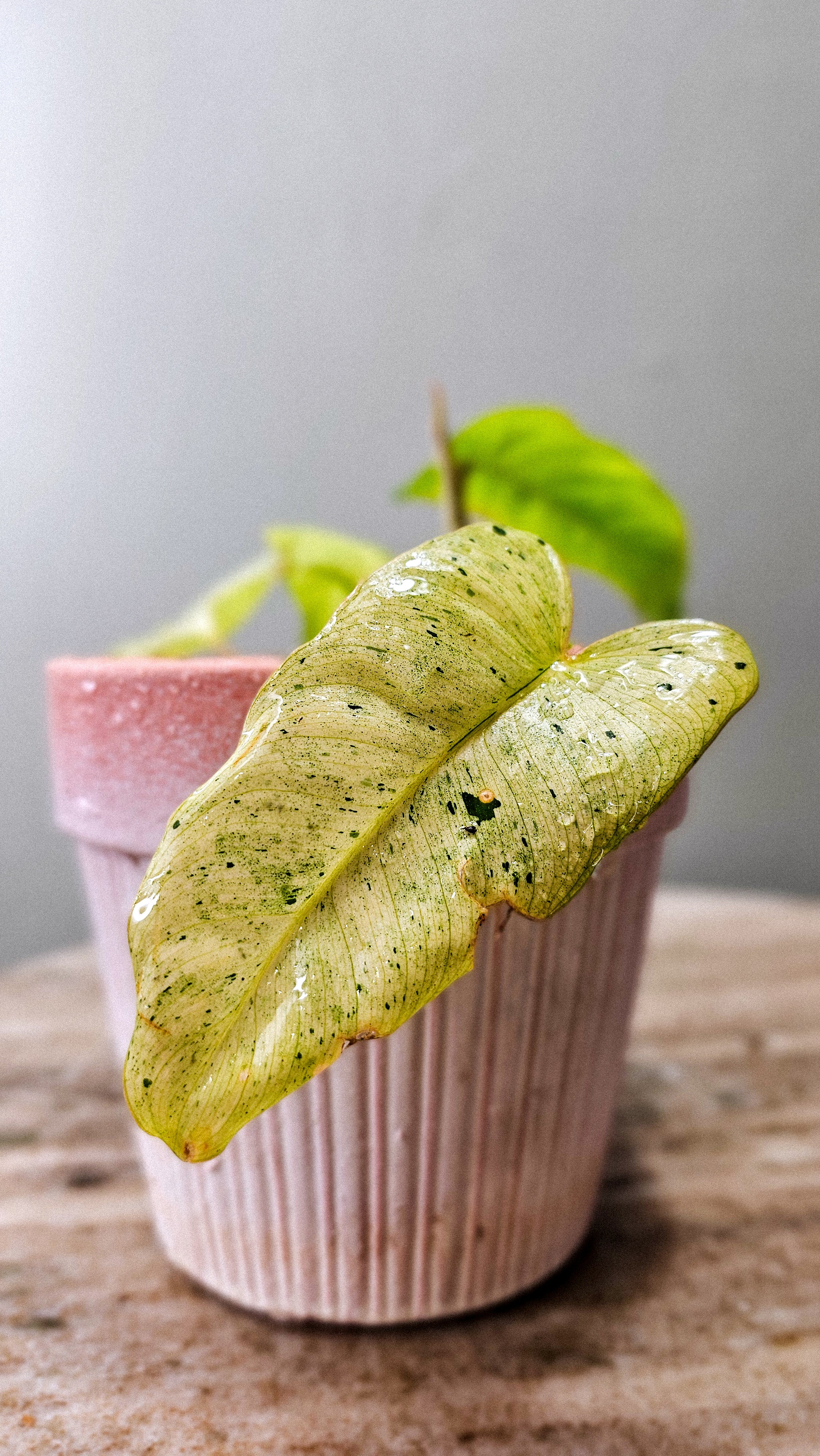 Philodendron Burle Marx Mint (Show Special)