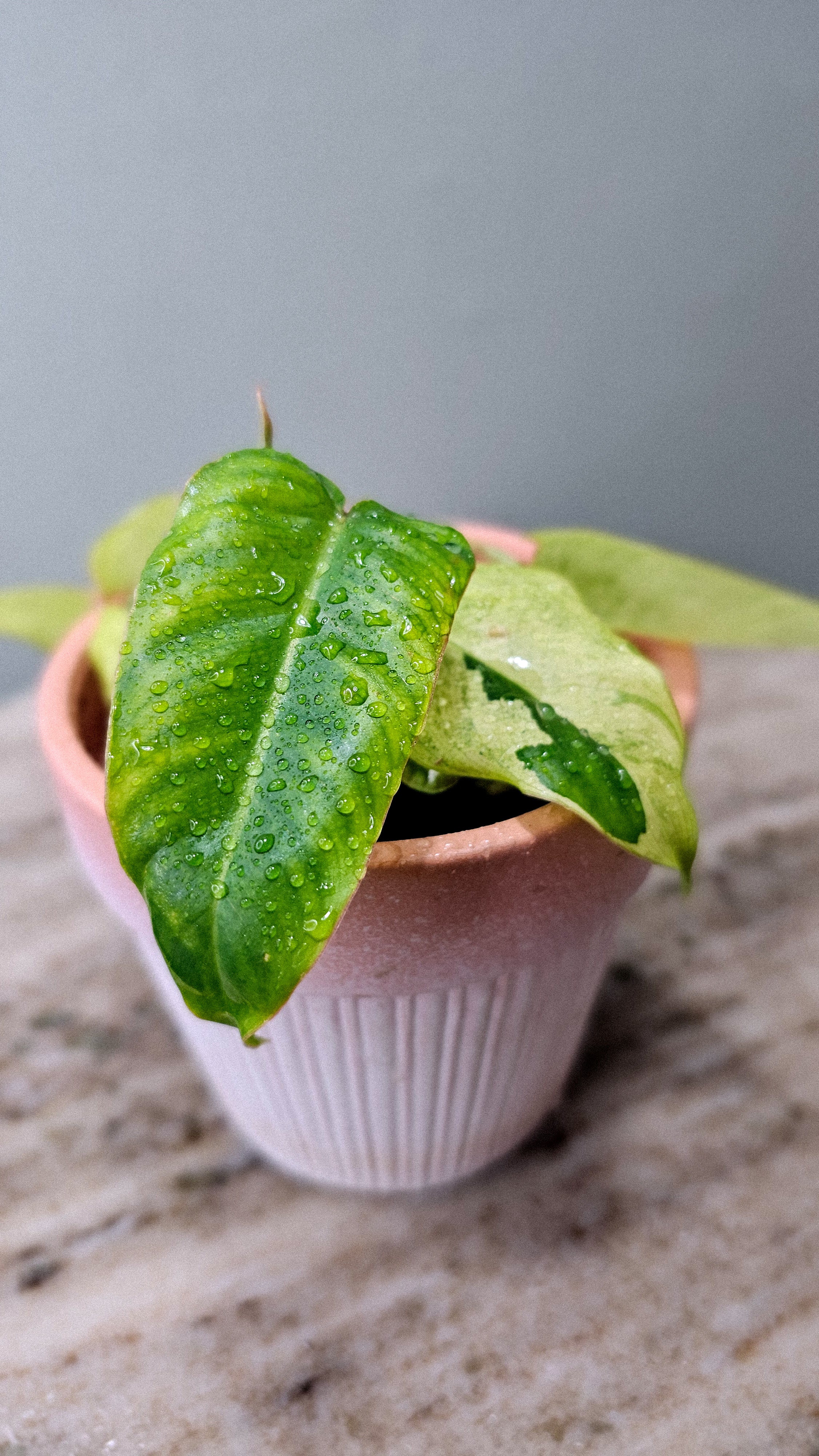Philodendron Burle Marx Mint (Show Special)  Wilderly