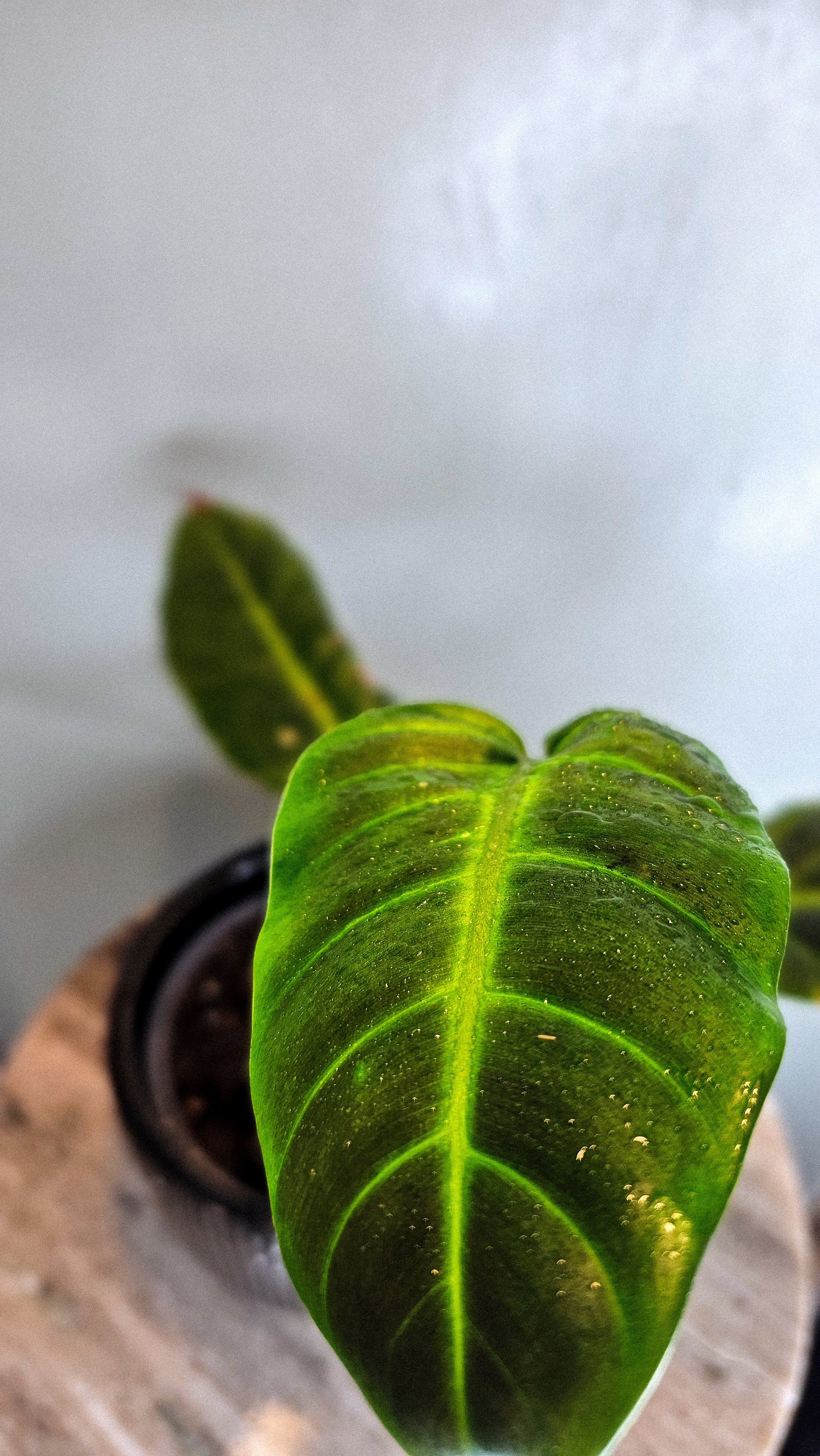 Philodendron Subhastatum Ecuagenera