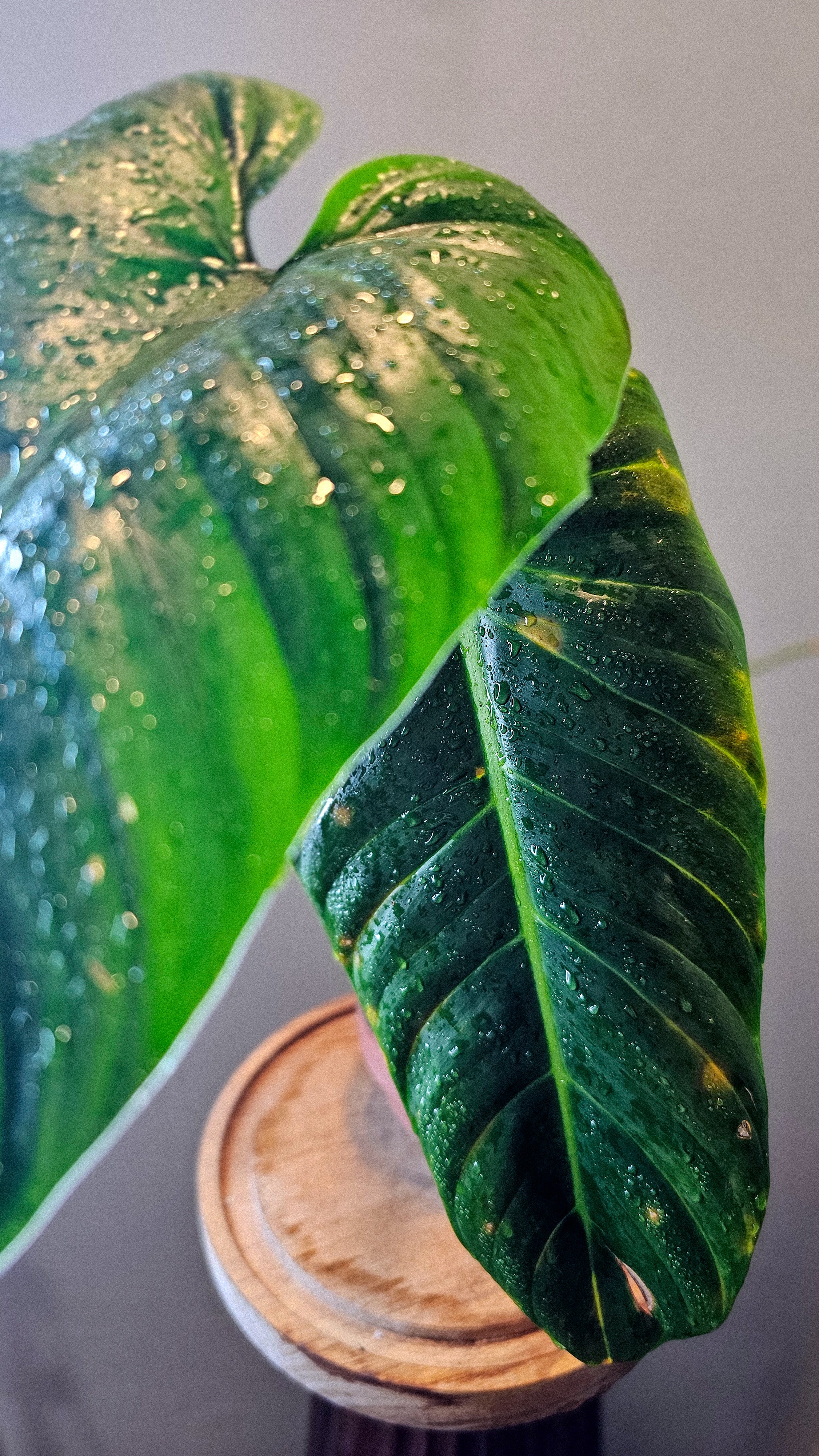 Philodendron Subhastatum Equagenera (WP11)