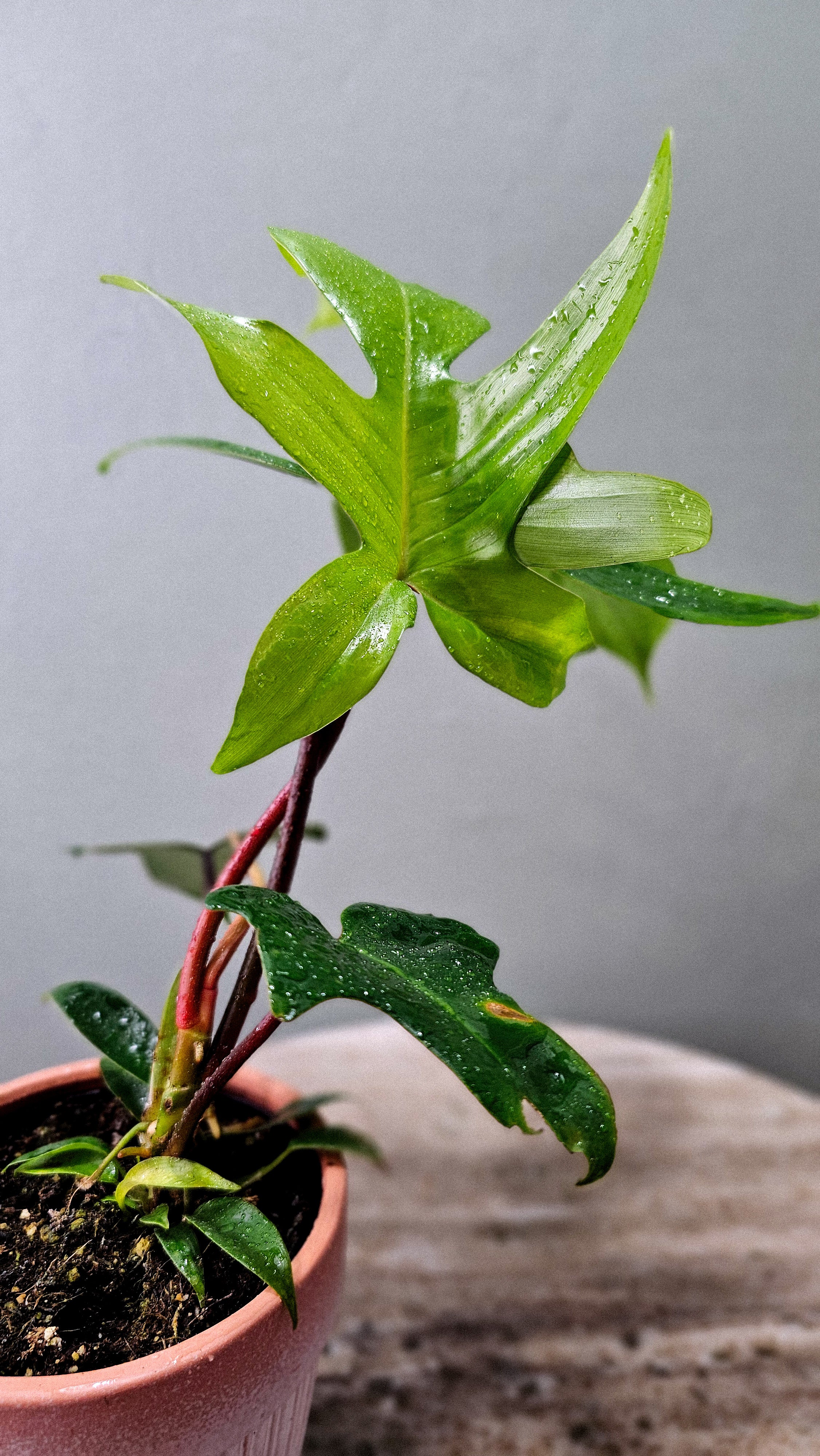 Philodendron Oak Leaf 4"