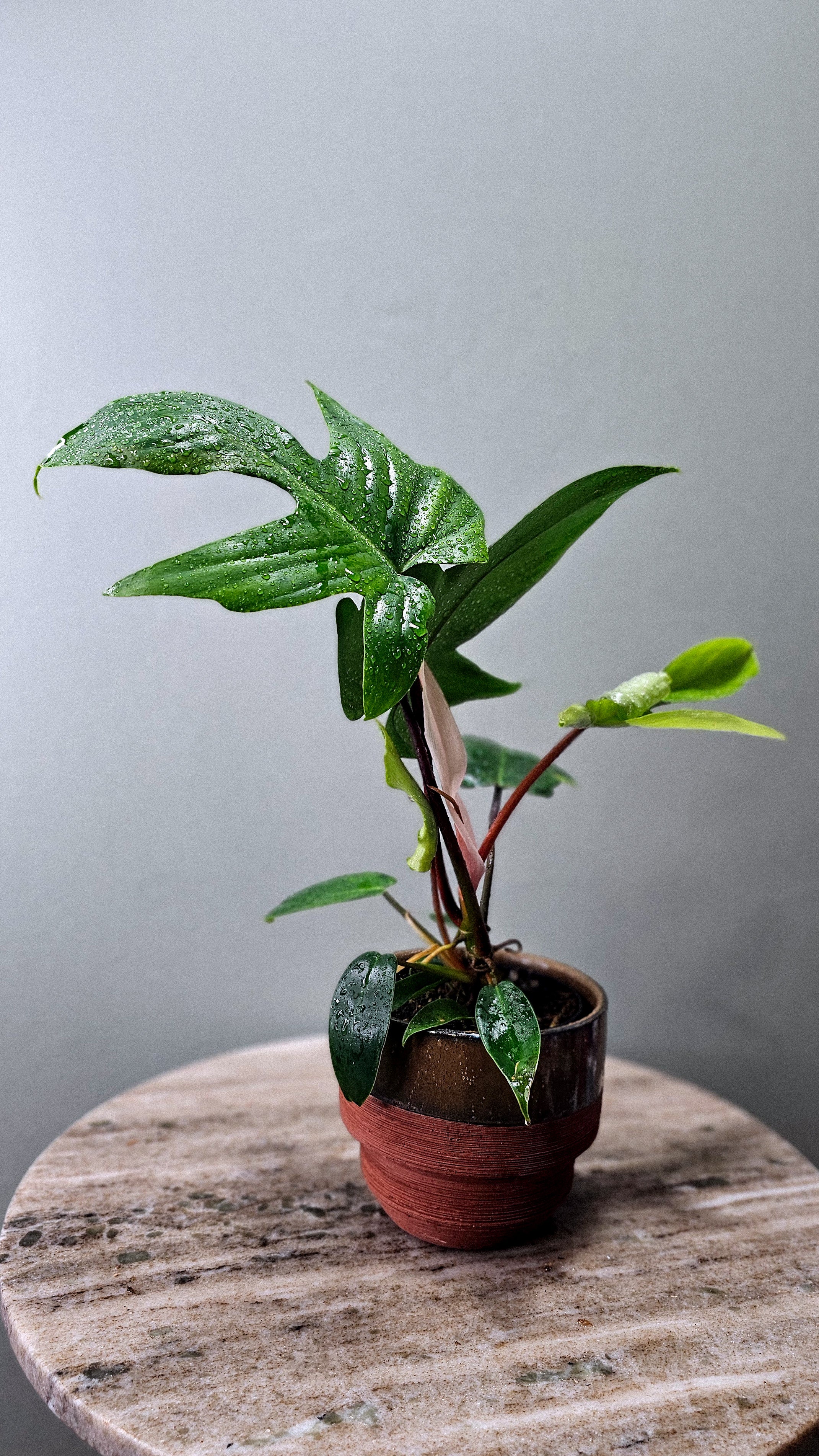 Philodendron Oak Leaf 4"