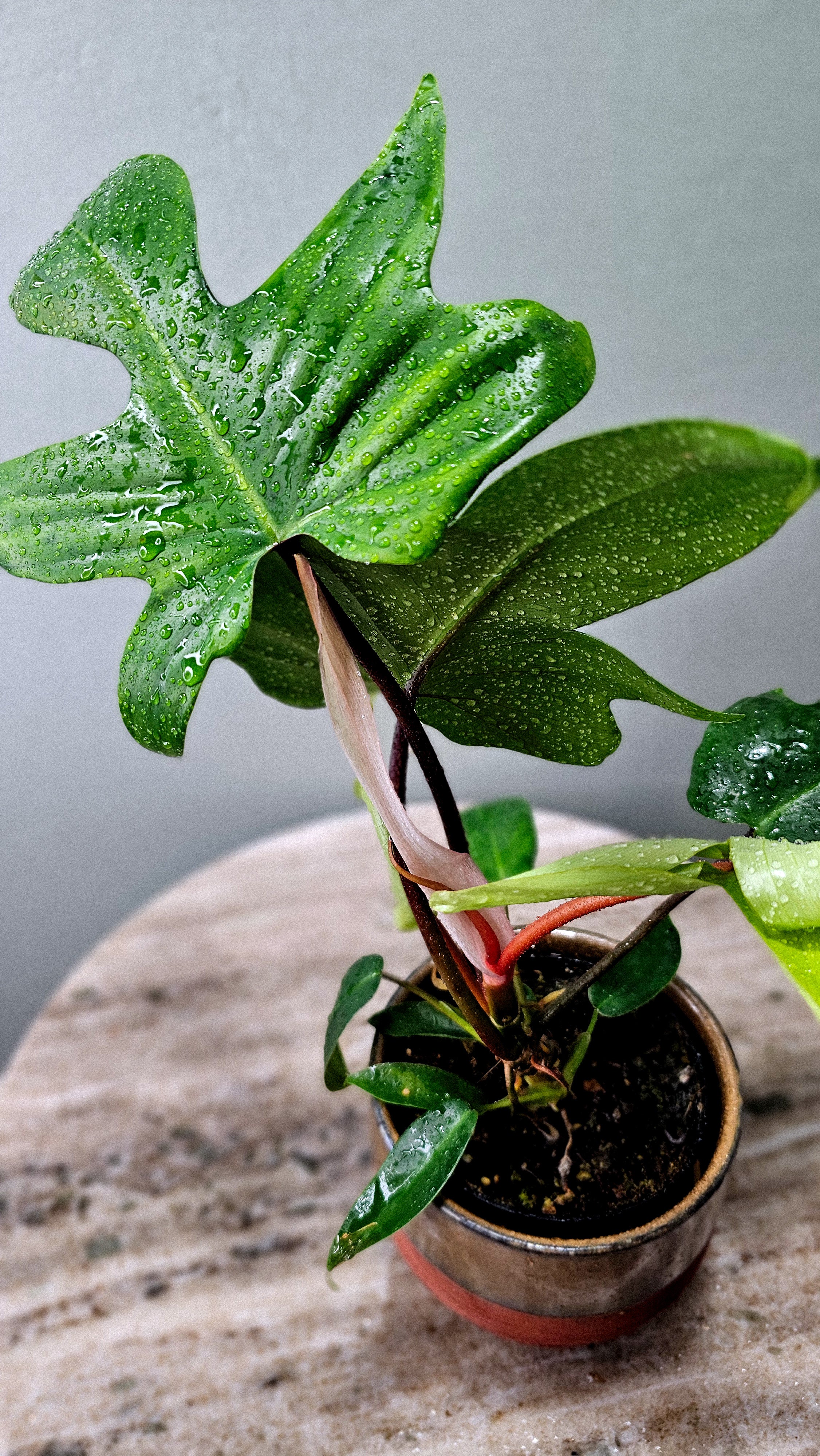 Philodendron Oak Leaf 4"