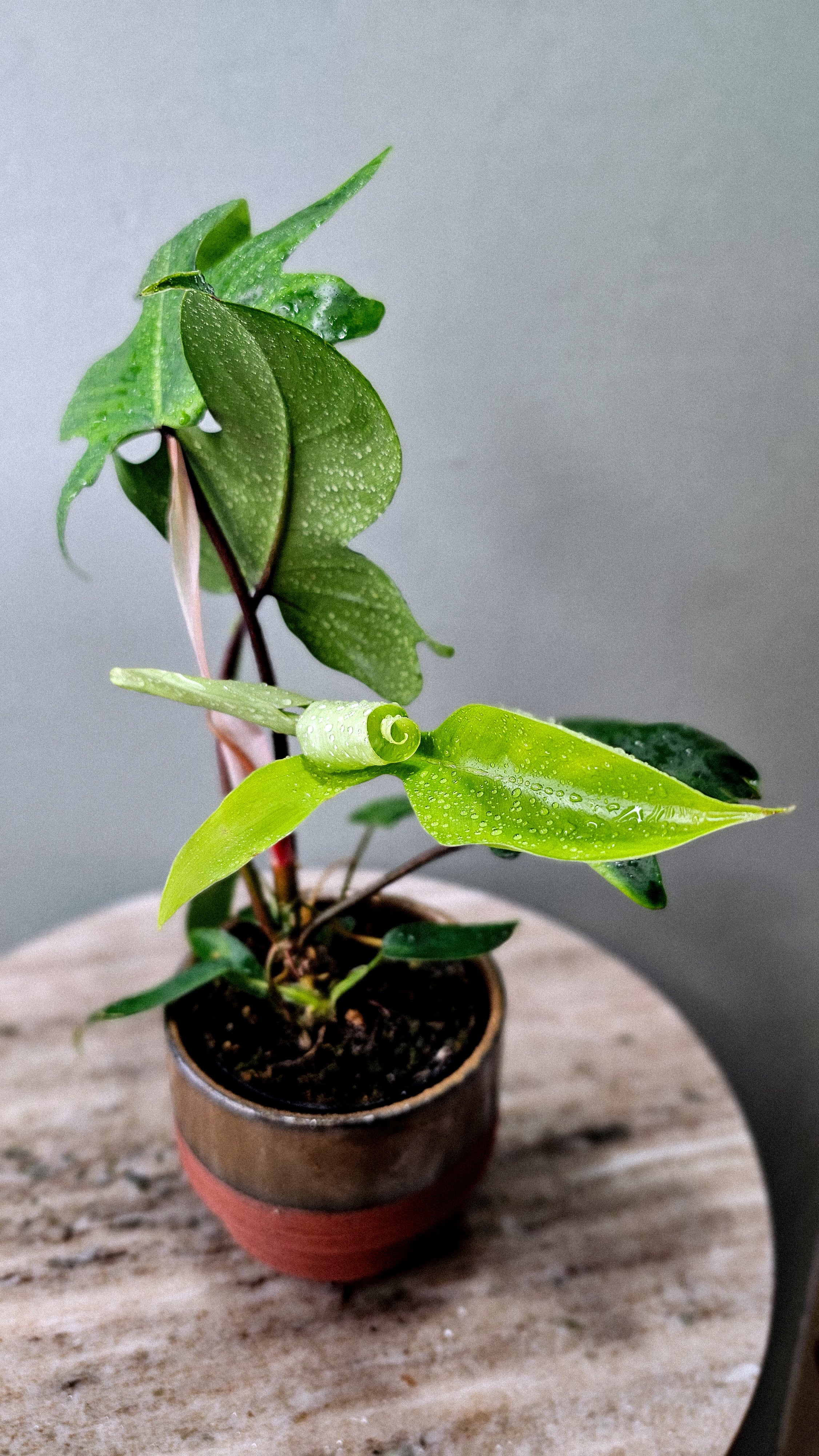 Philodendron Oak Leaf 4"