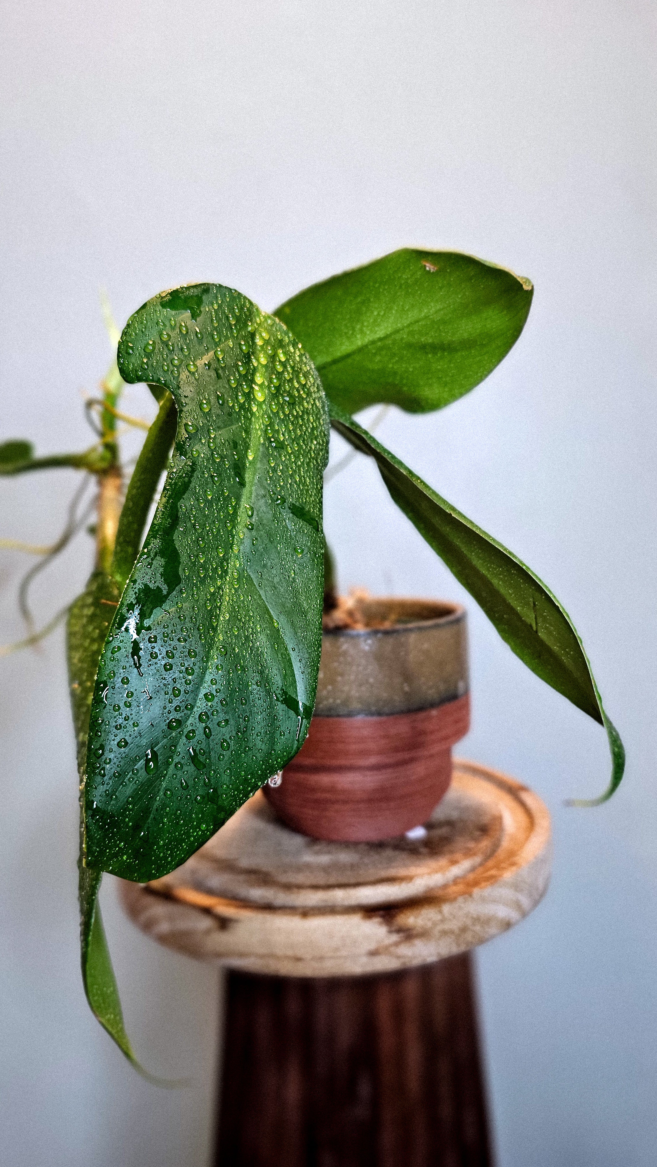 Philodendron panduriforme