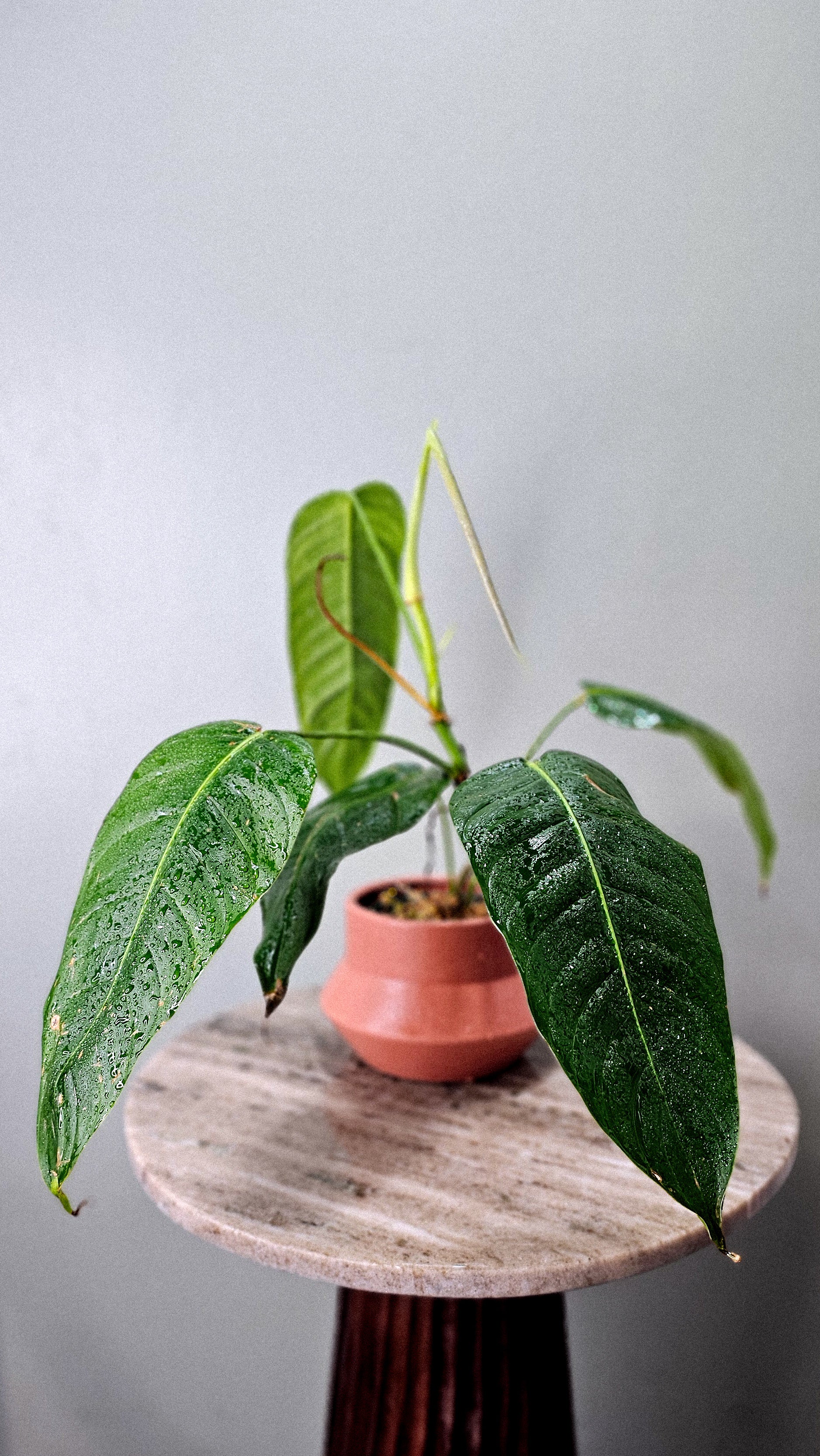 Philodendron scherberichii x patriciae