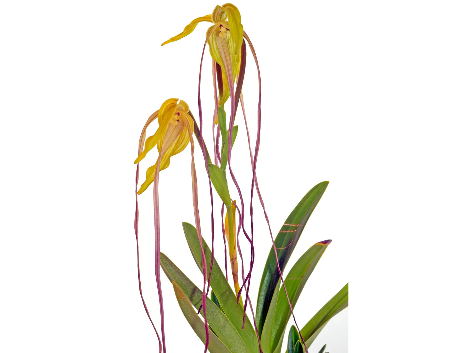 Phragmipedium lindenii