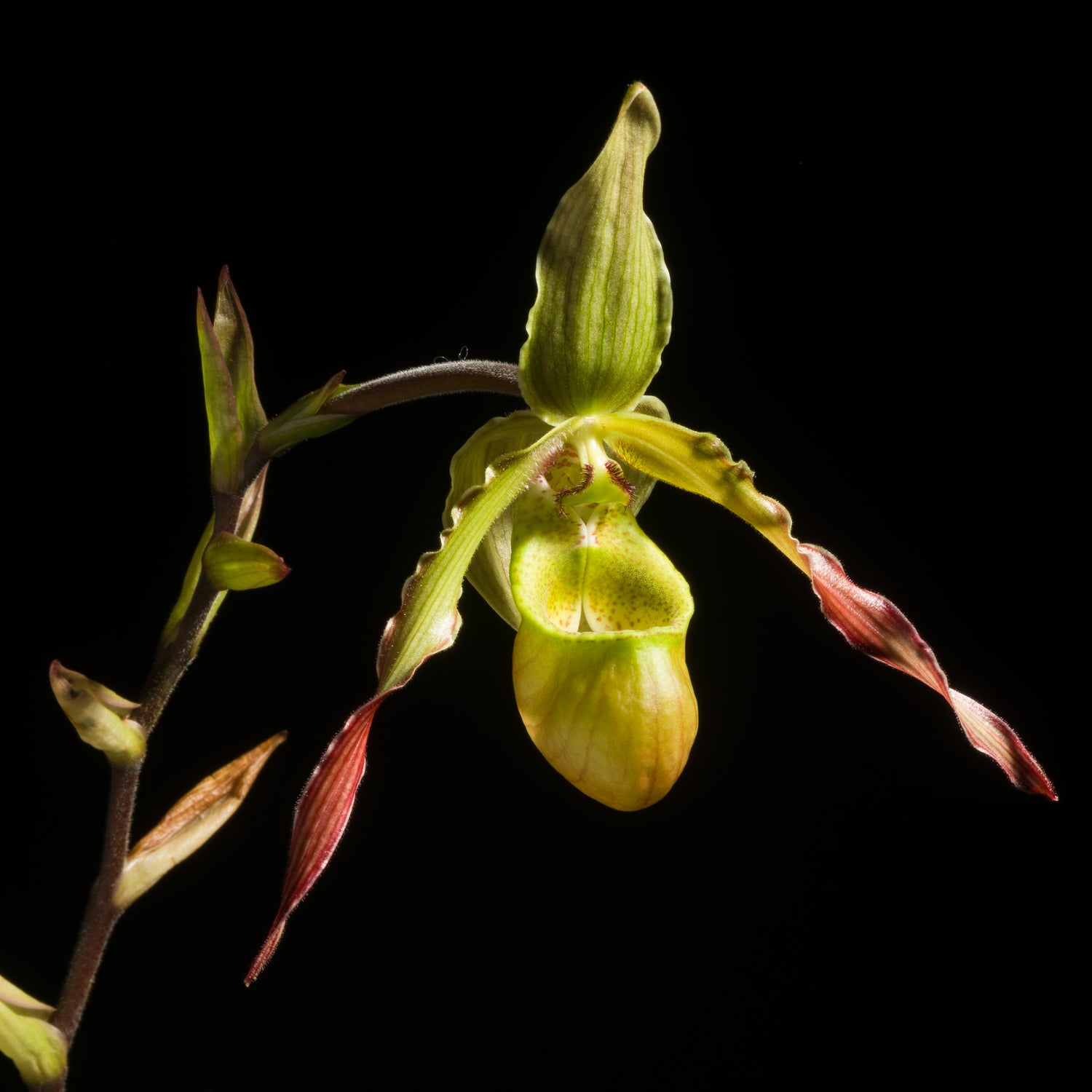 Phragmipedium hirtzii