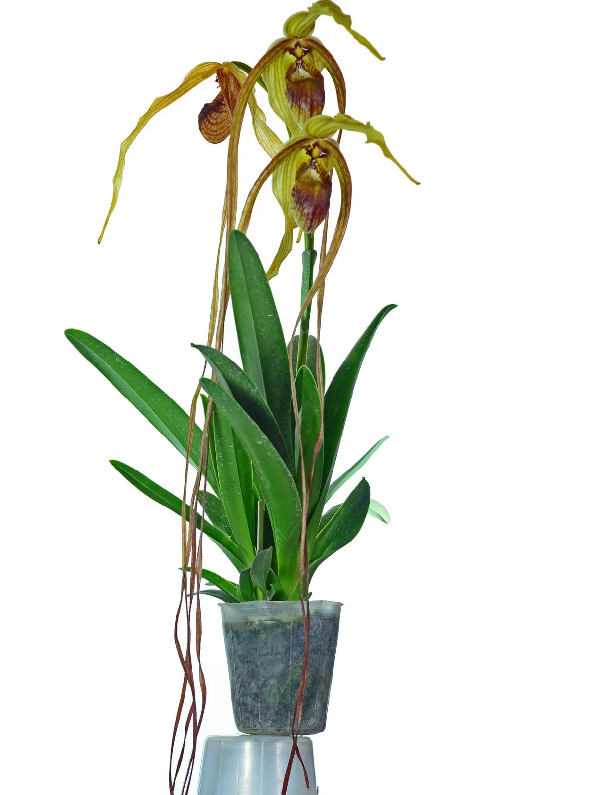 Phragmipedium humboldtii &