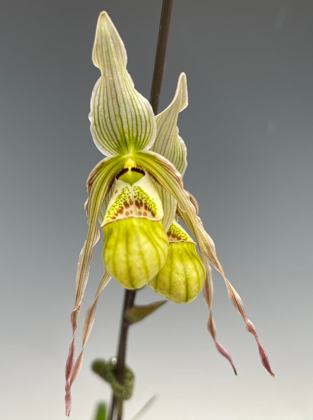 Phragmipedium pearcei