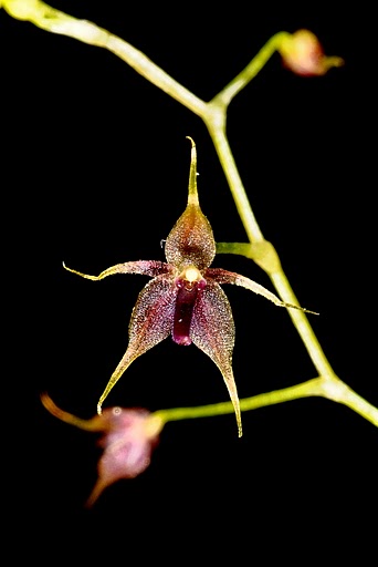 Platystele jesupiorum