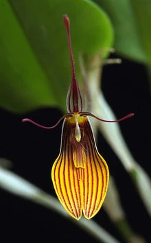 Restrepia brachypus big