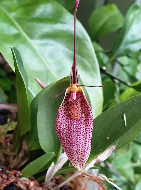 Restrepia guttulata