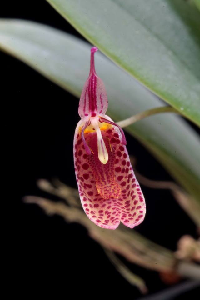 Restrepia howei